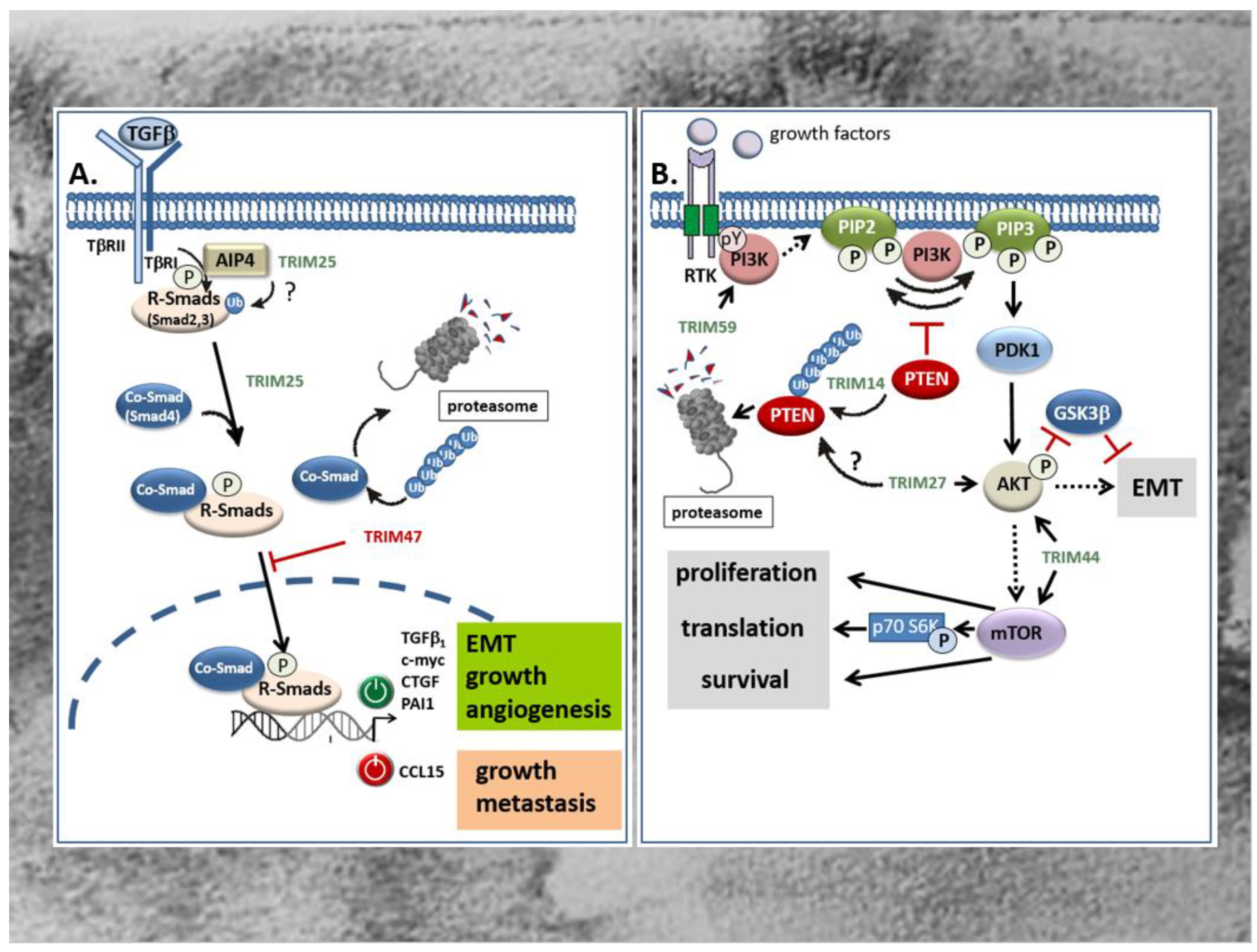 Ijms 21 07532 g003 Ijms 21 07532 g003