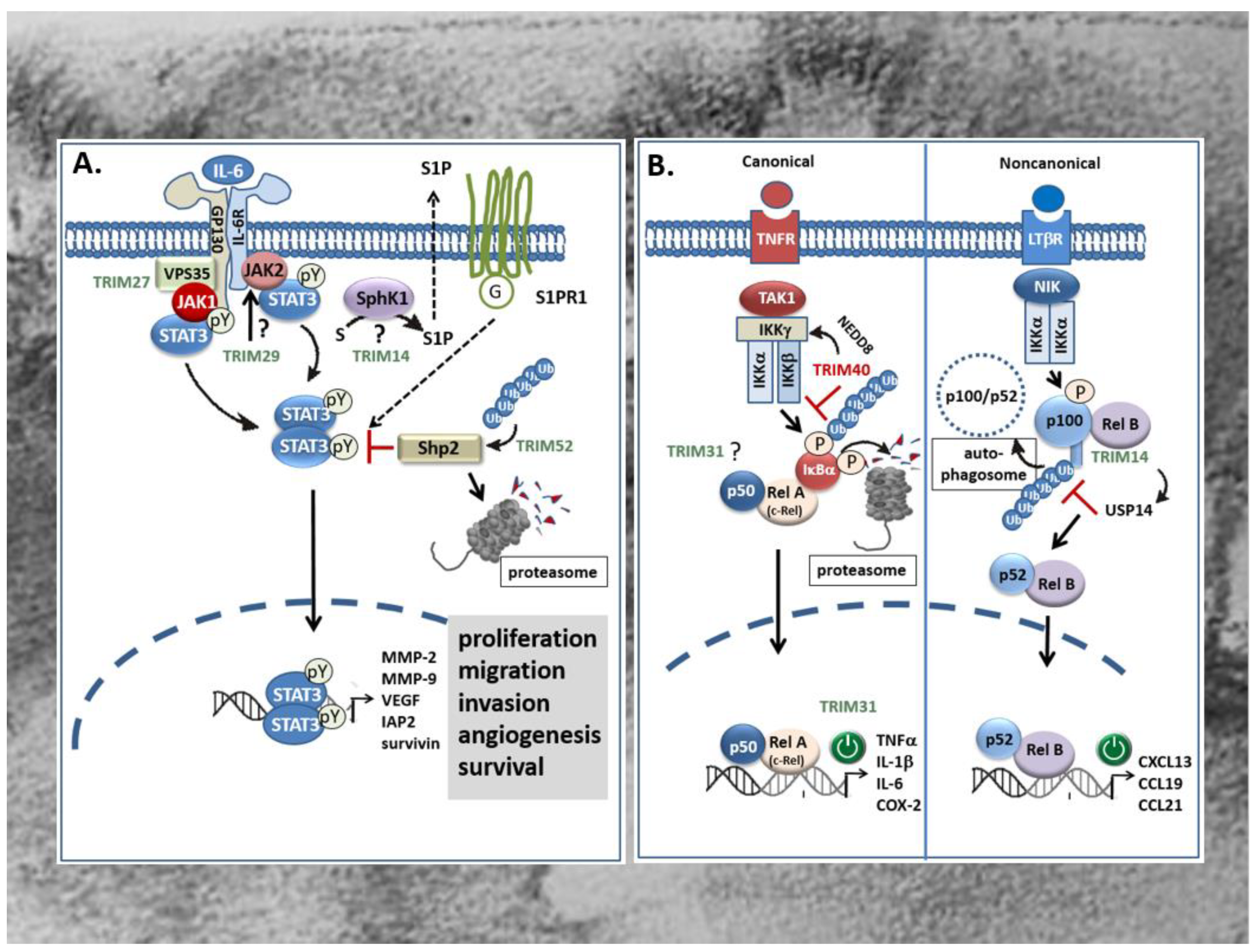Ijms 21 07532 g004 Ijms 21 07532 g004