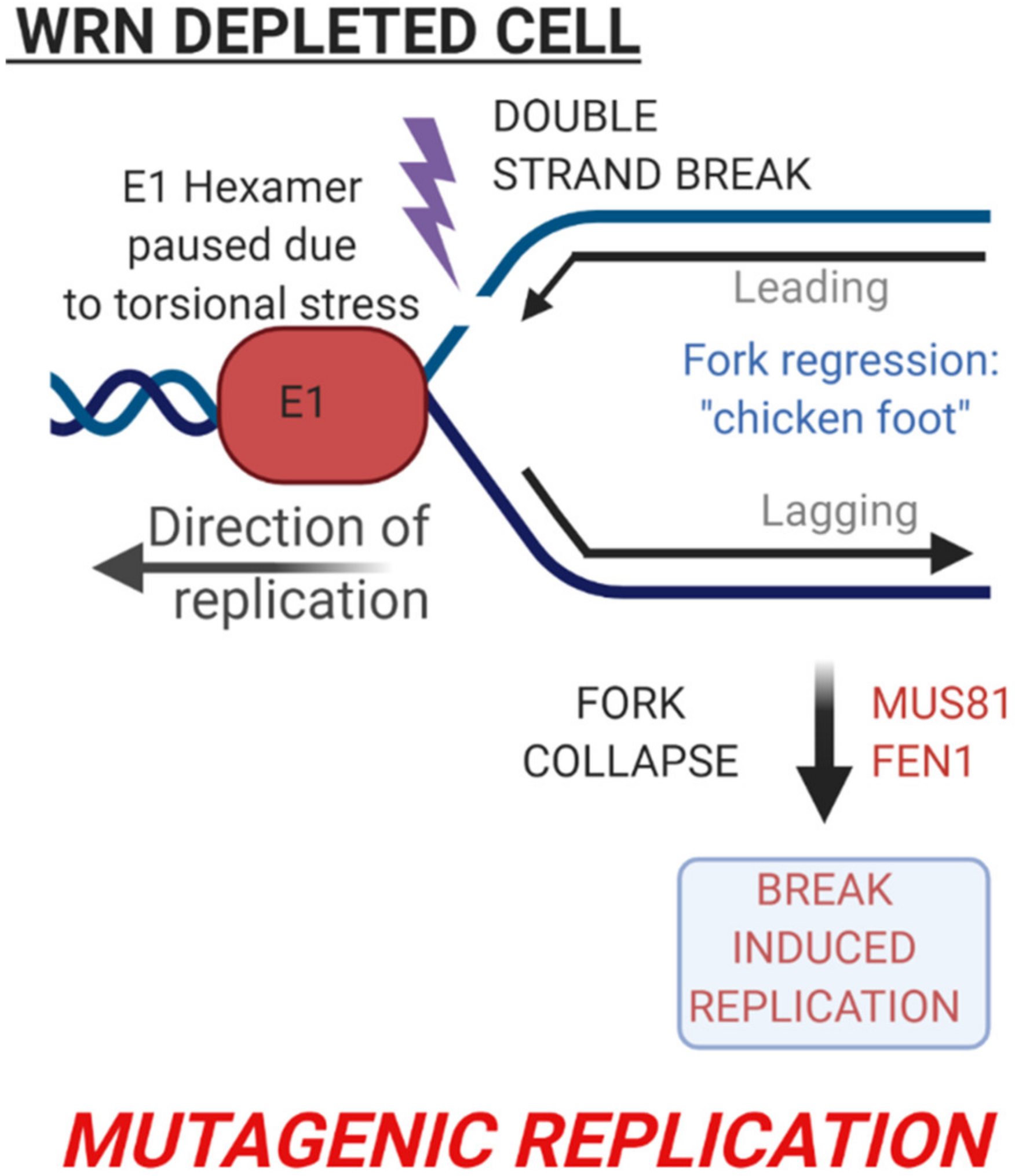 Ijms Free Full Text Using A Human Papillomavirus Model To Study Dna Replication And Repair Of Wild Type And Damaged Dna Templates In Mammalian Cells Html