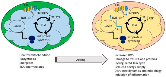 IJMS | Free Full-Text | Intimate Relations—Mitochondria and Ageing