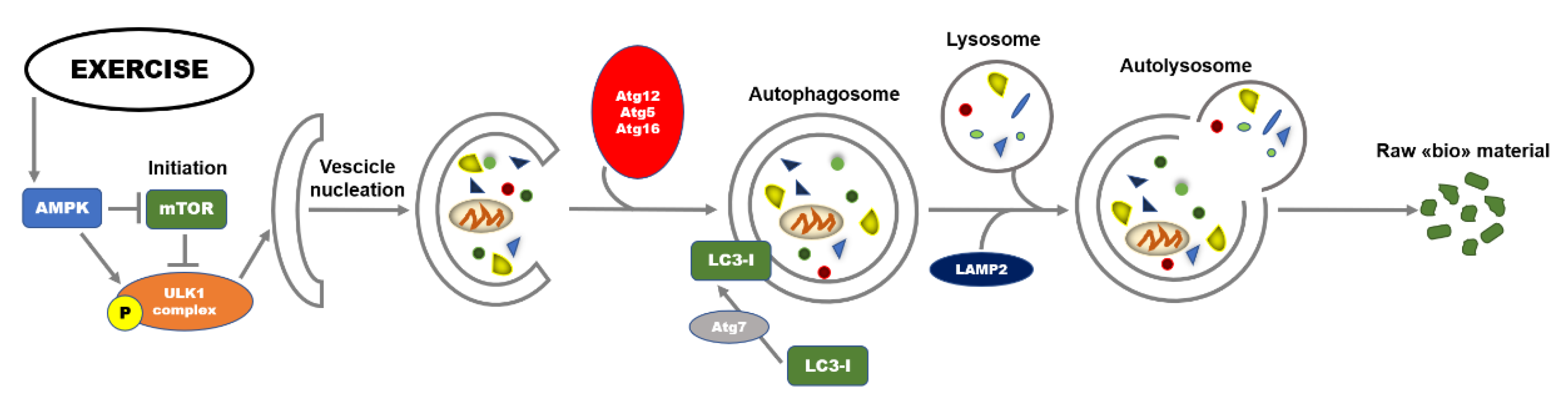 Ijms 21 07587 g001 Ijms 21 07587 g001