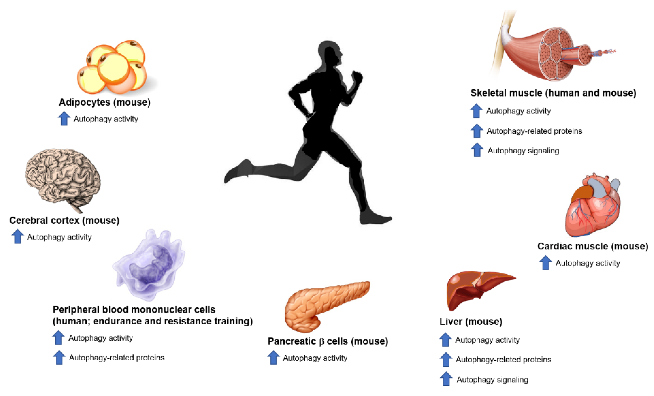 Ijms 21 07587 g003 Ijms 21 07587 g003