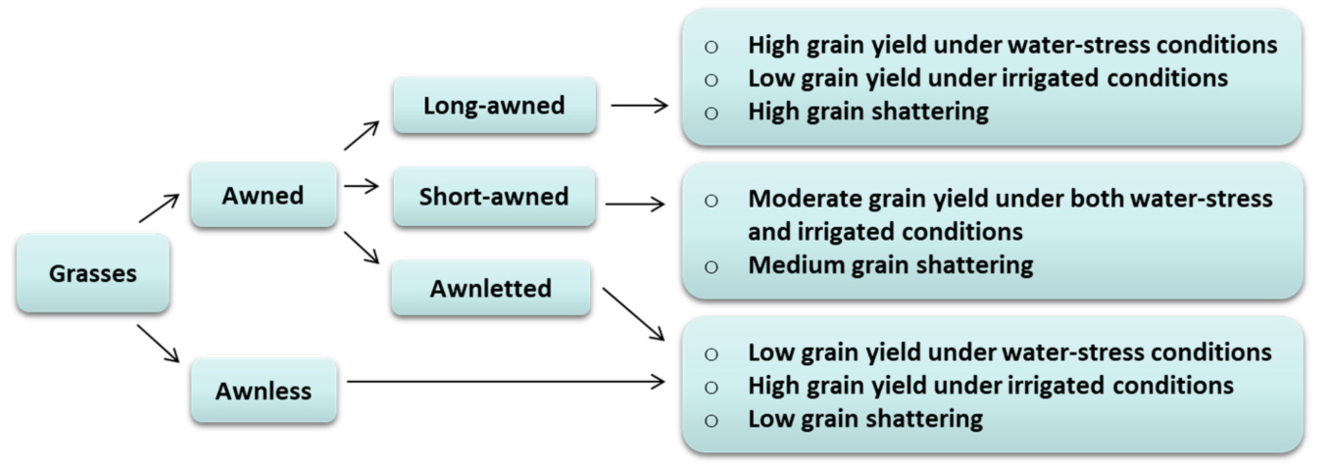 Ijms Free Full Text Unveiling The Actual Functions Of Awns In Grasses From Yield Potential To Quality Traits Html