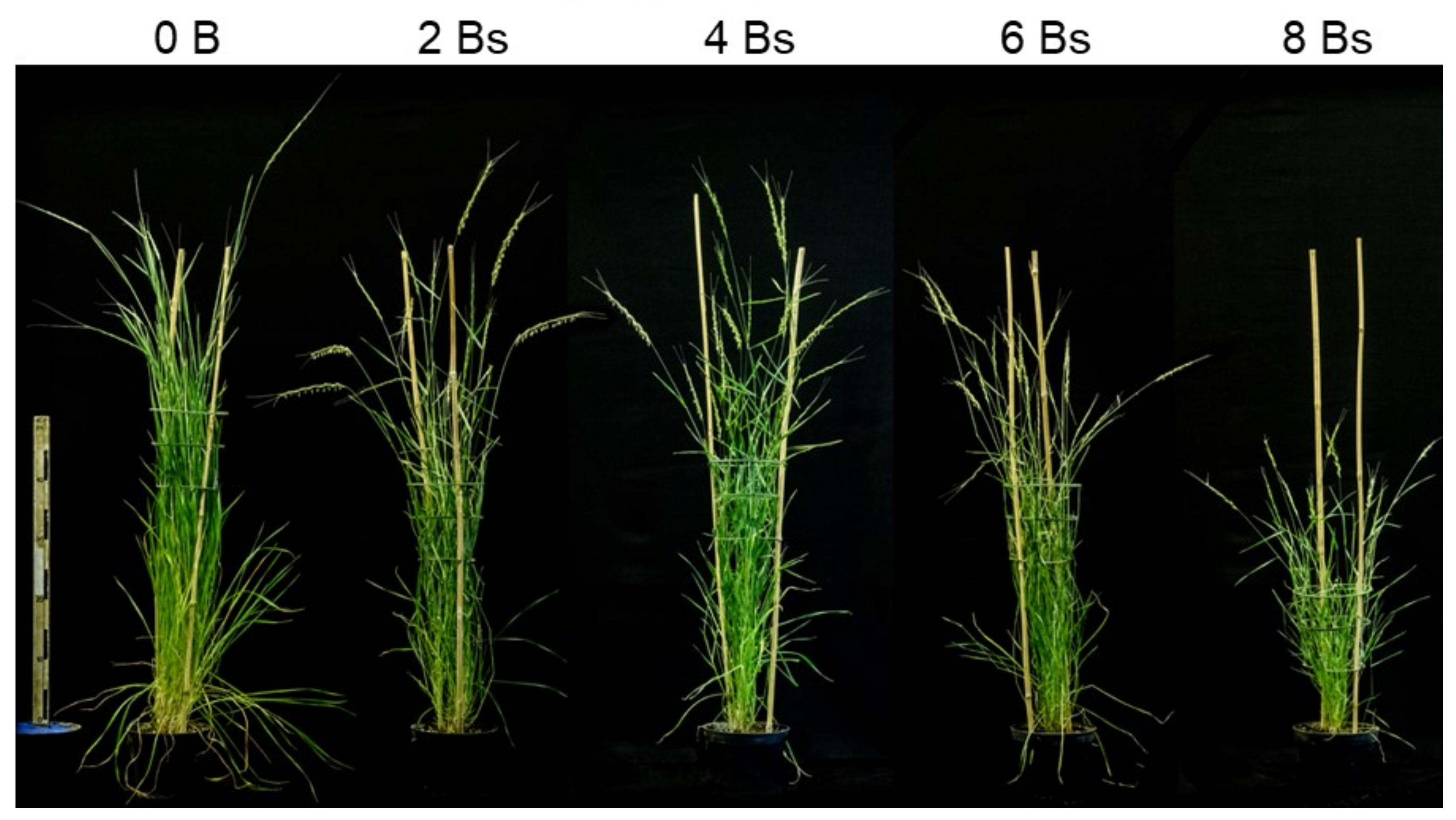 Ijms Free Full Text Tissue Specific Transcriptome Analysis Reveals Candidate Transcripts Associated With The Process Of Programmed B Chromosome Elimination In Aegilops Speltoides Html