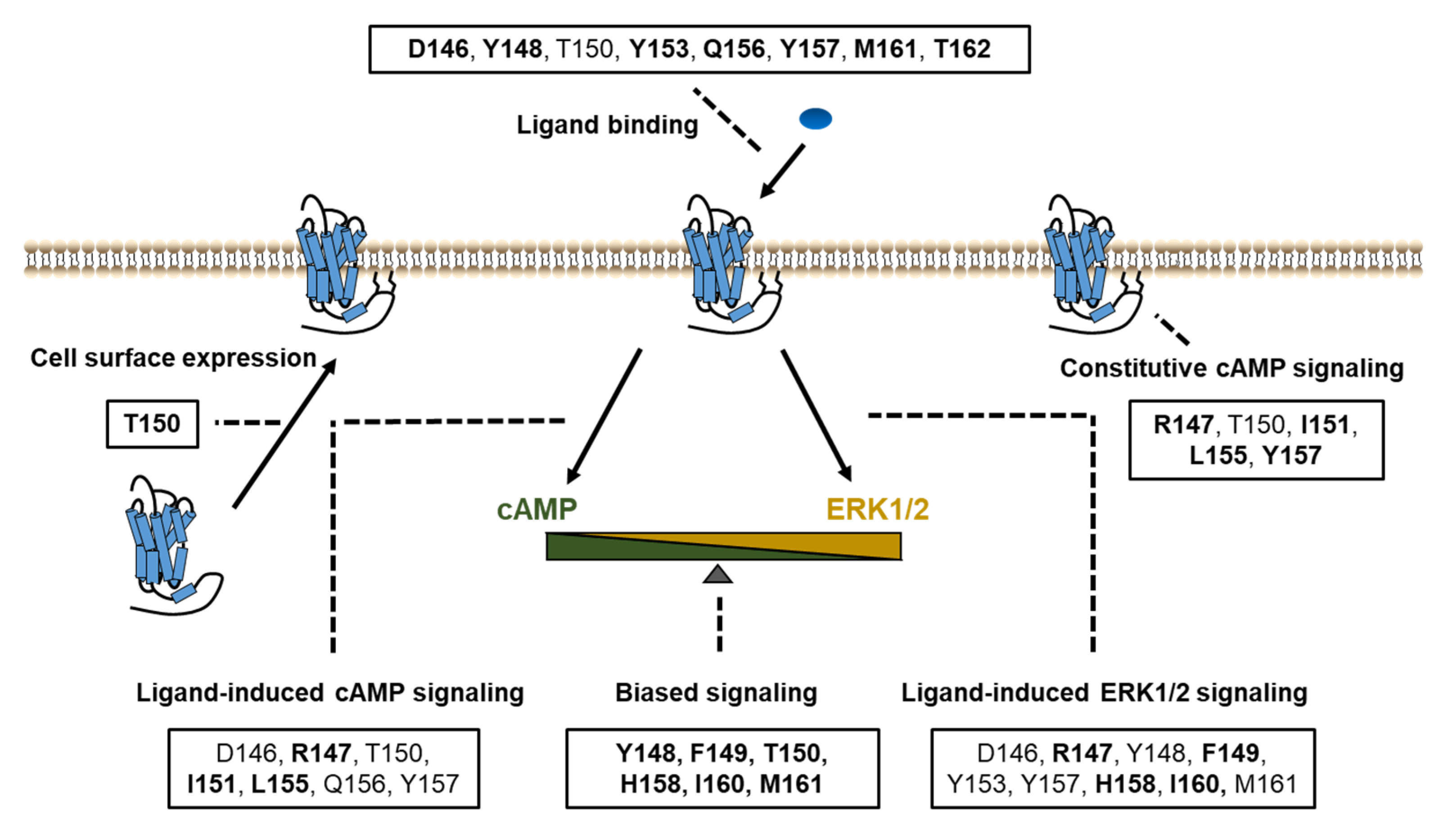 Ijms 21 07611 g007 Ijms 21 07611 g007