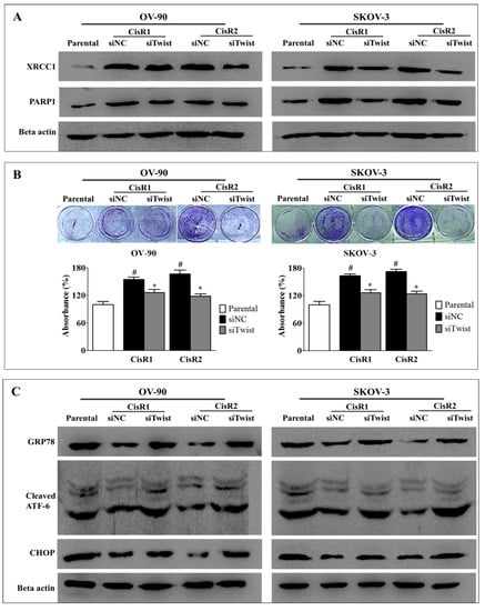 IJMS | Free Full-Text | Establishment of Acquired Cisplatin