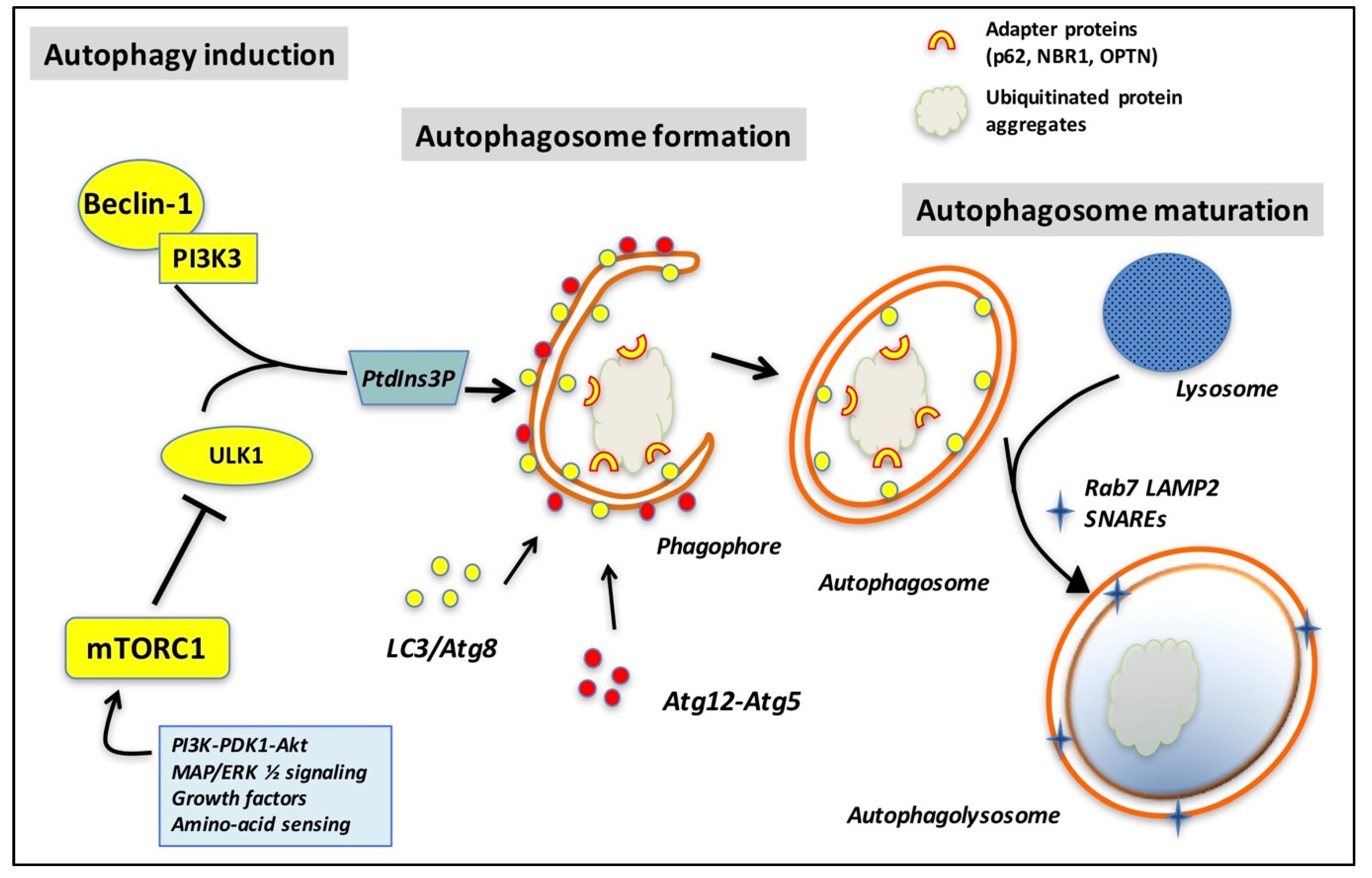 Ijms 21 07655 g002 Ijms 21 07655 g002