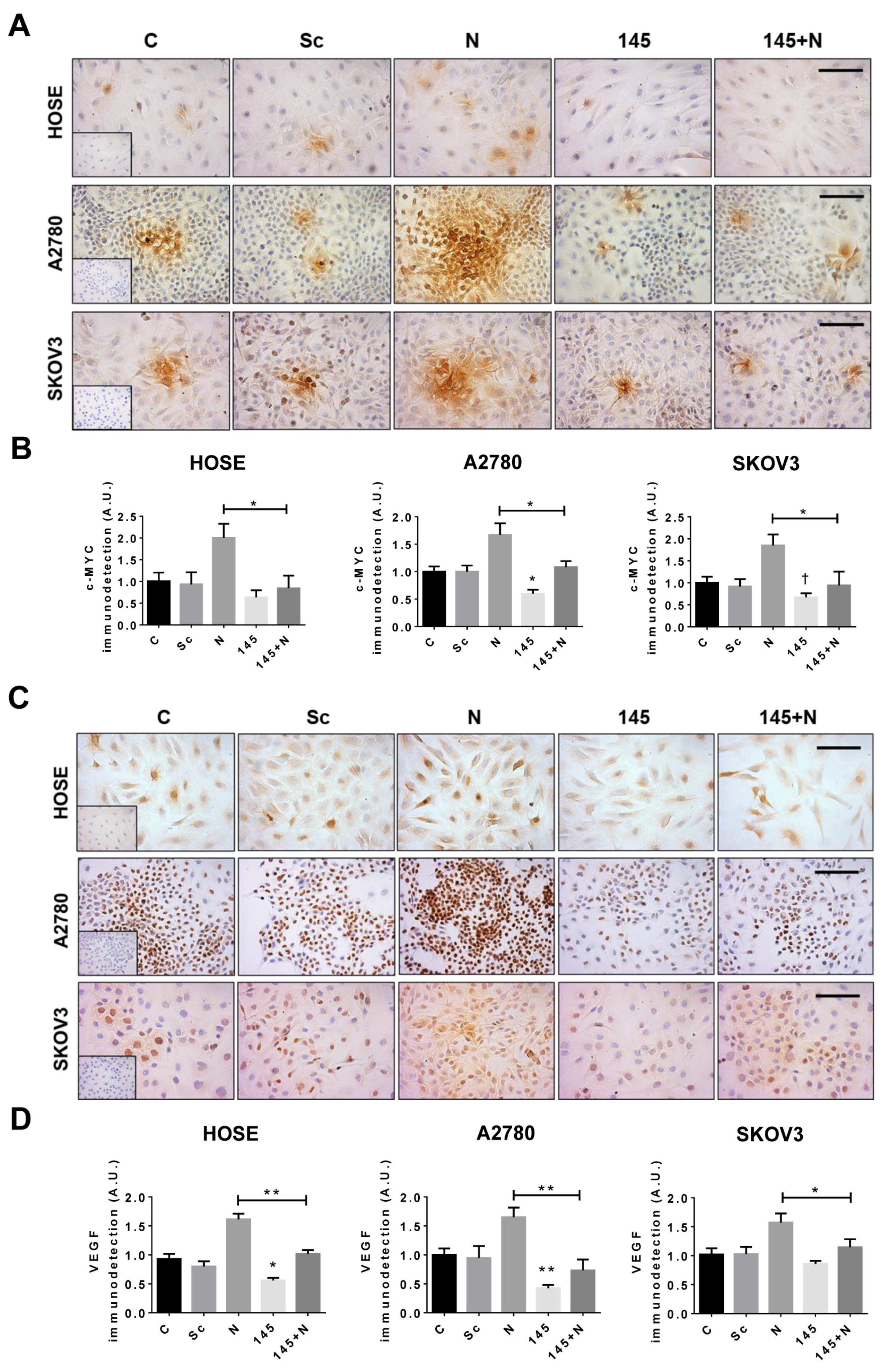 Ijms Free Full Text Ngf Trka Decrease Mir 145 5p Levels In Epithelial Ovarian Cancer Cells Html