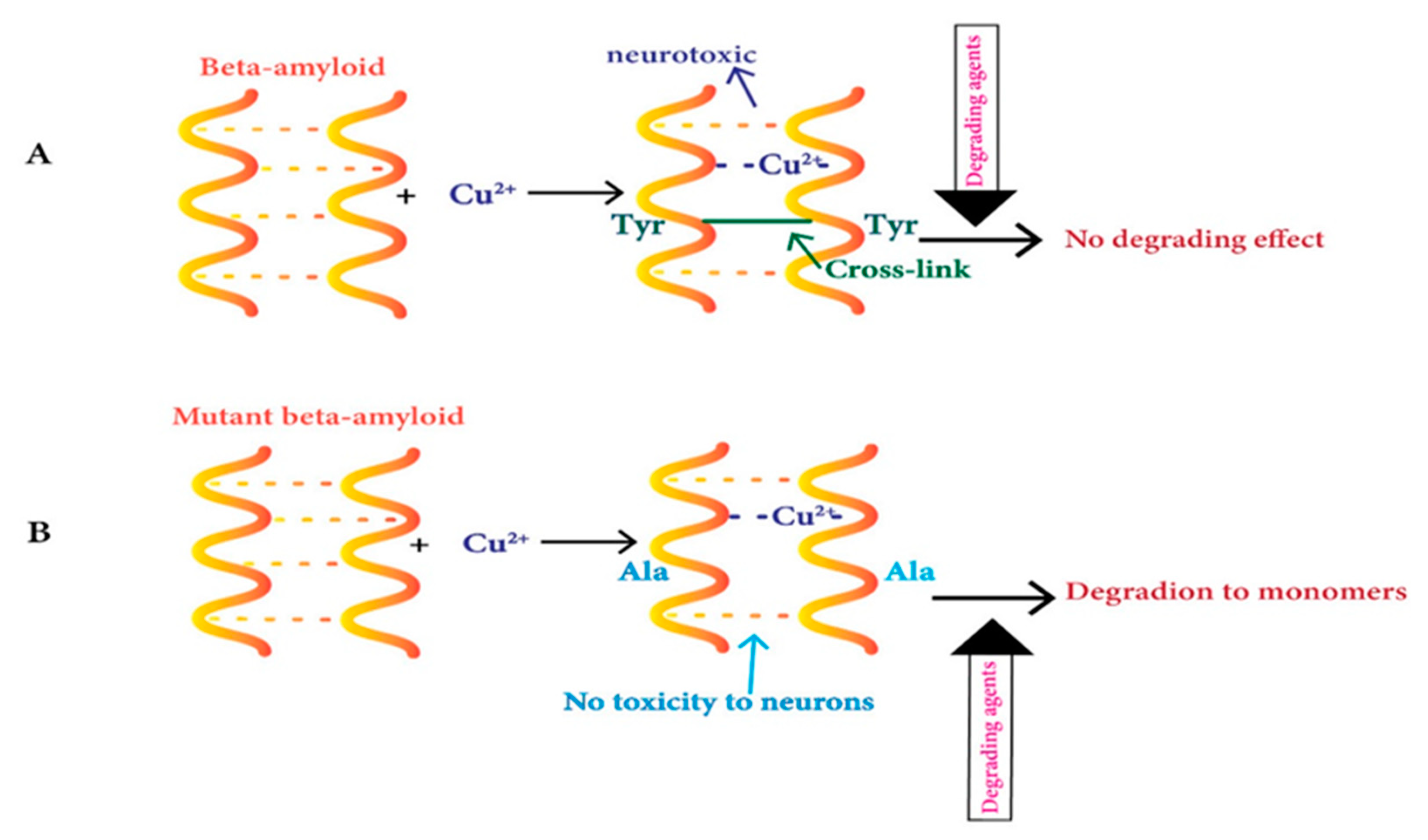 IJMS | Free Full-Text | Copper Toxicity Links to Pathogenesis of