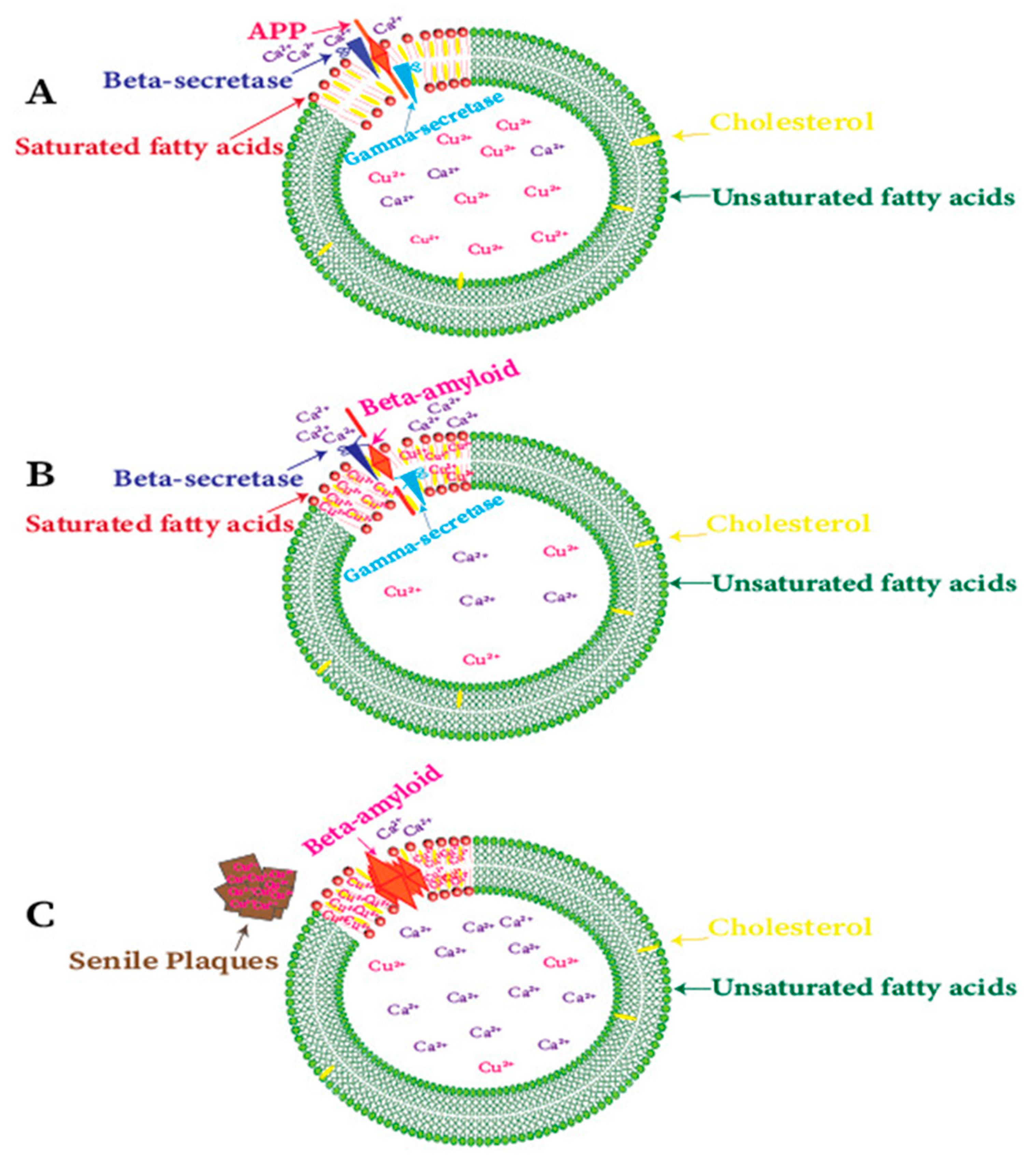 Ijms 21 07660 g004 Ijms 21 07660 g004