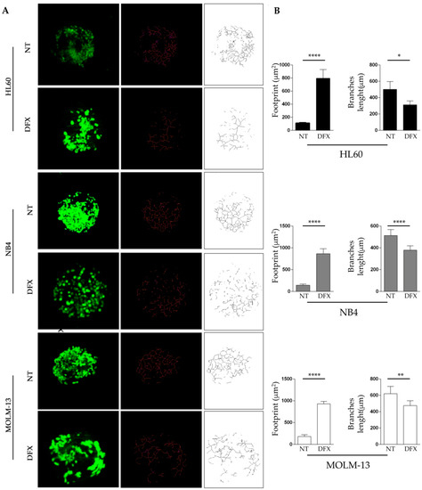 IJMS | Free Full-Text | Deferasirox-Dependent Iron Chelation