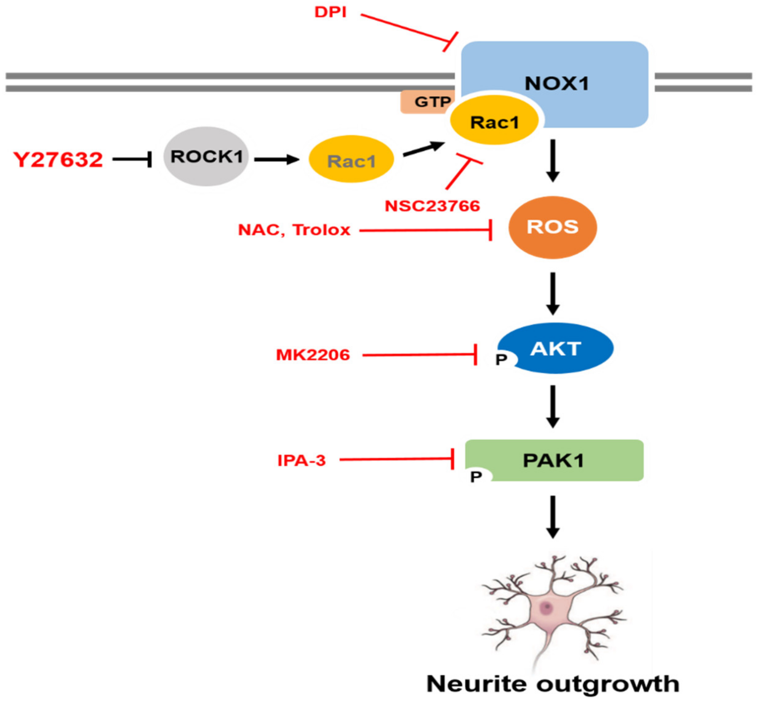 IJMS | Free Full-Text | Y-27632 Induces Neurite Outgrowth by 