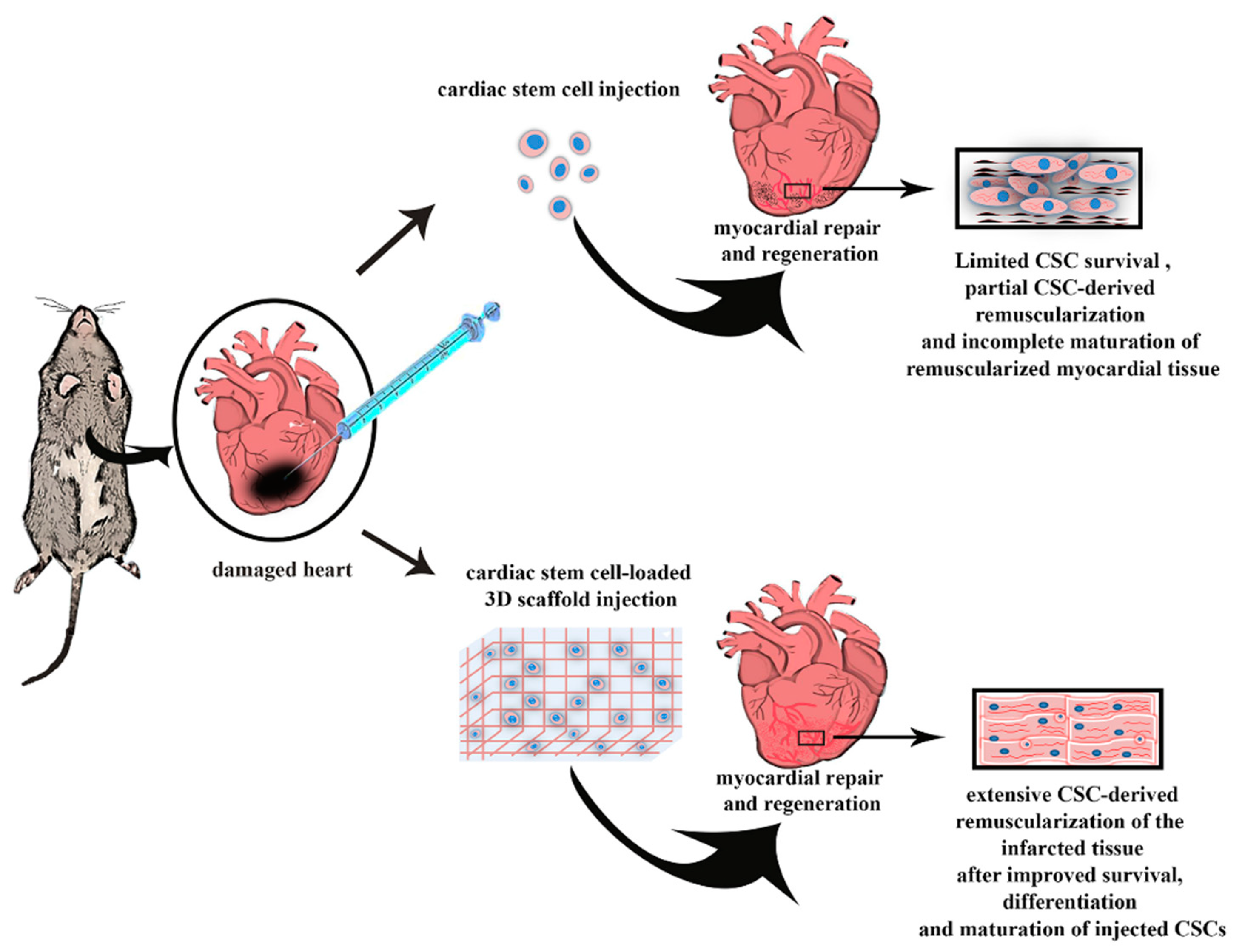 Using stem cells and smart machines to warn of heart problems