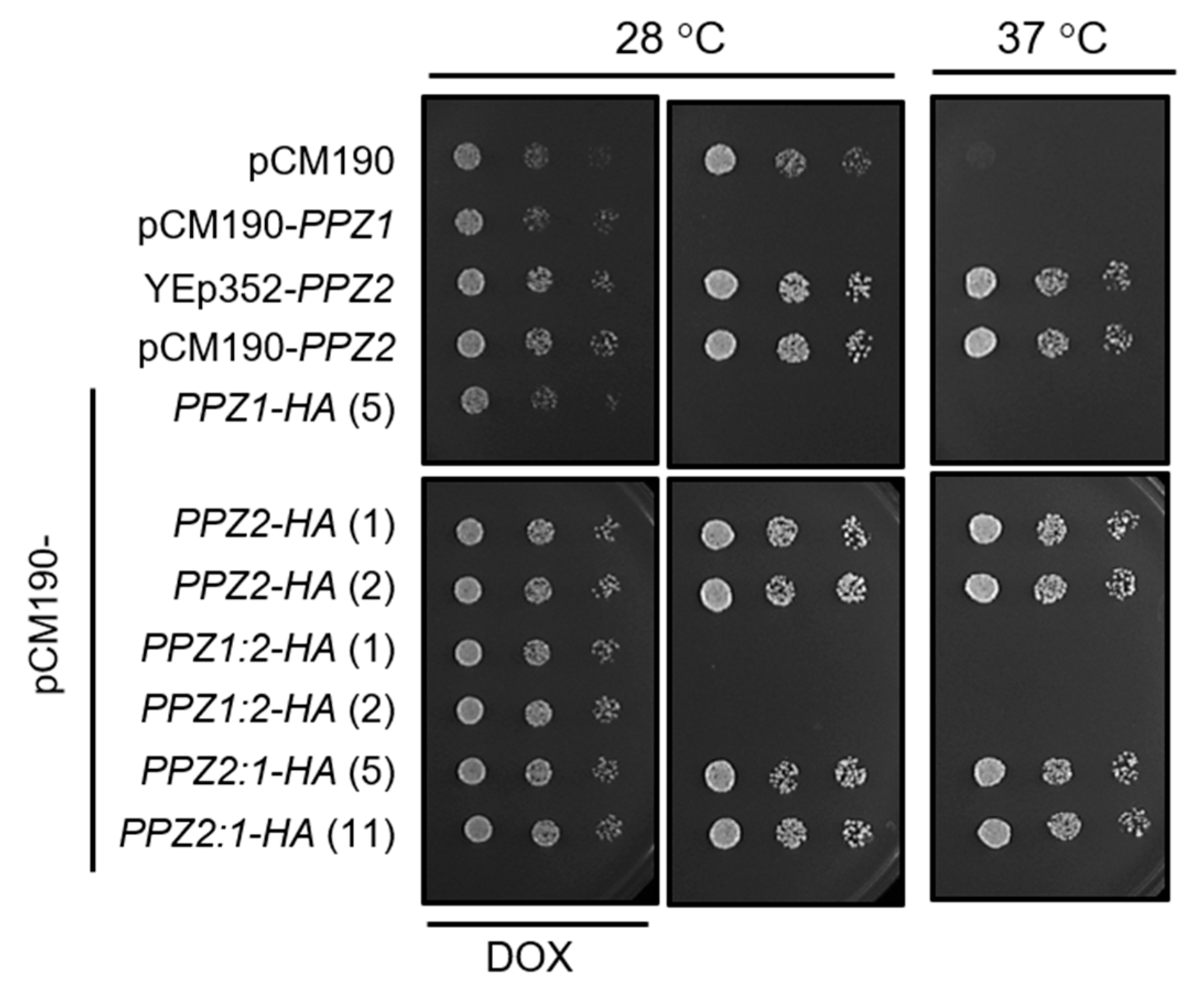 Ijms Free Full Text The N Terminal Region Of Yeast Protein Phosphatase Ppz1 Is A Determinant For Its Toxicity Html