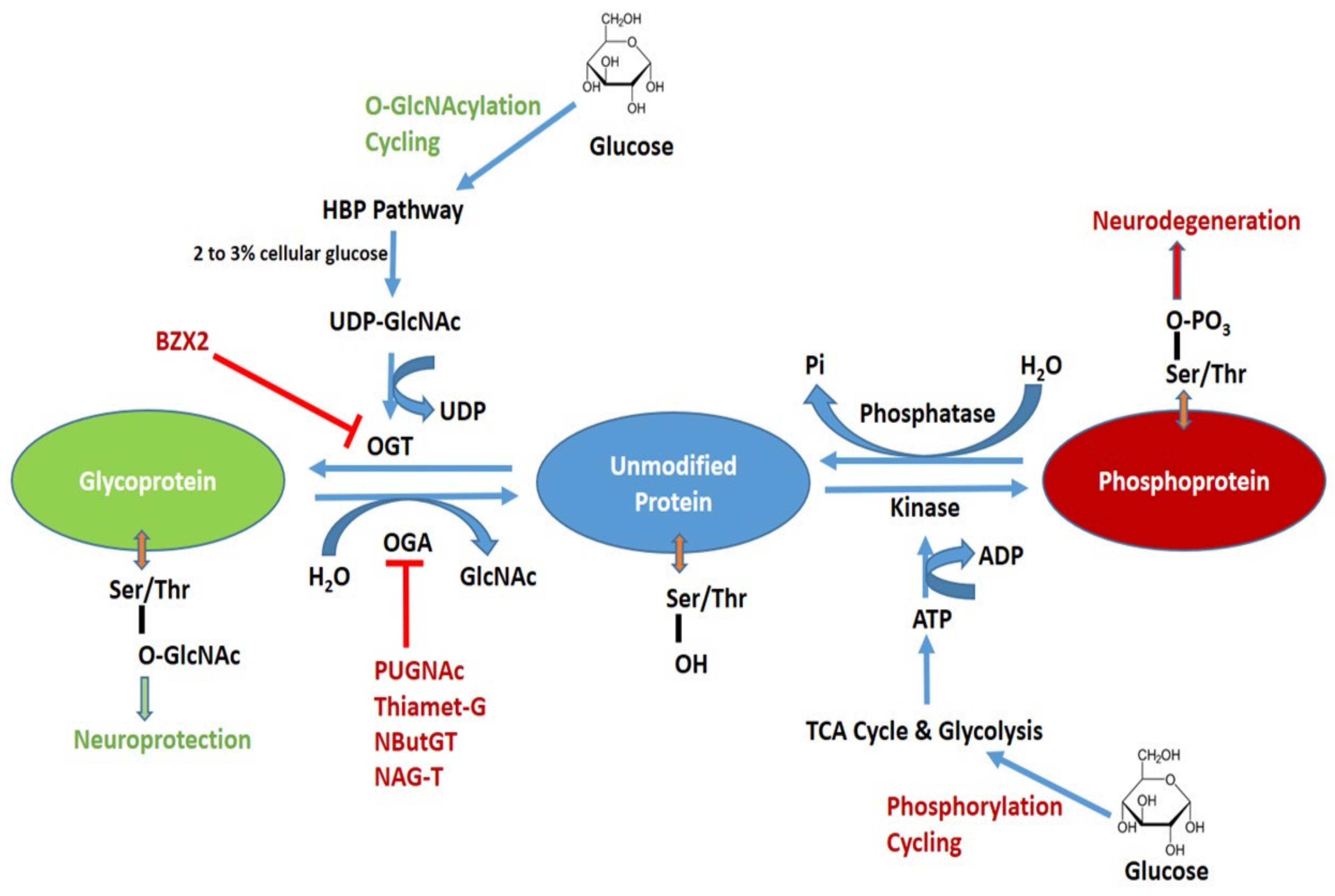 Glucose metabolism pathways