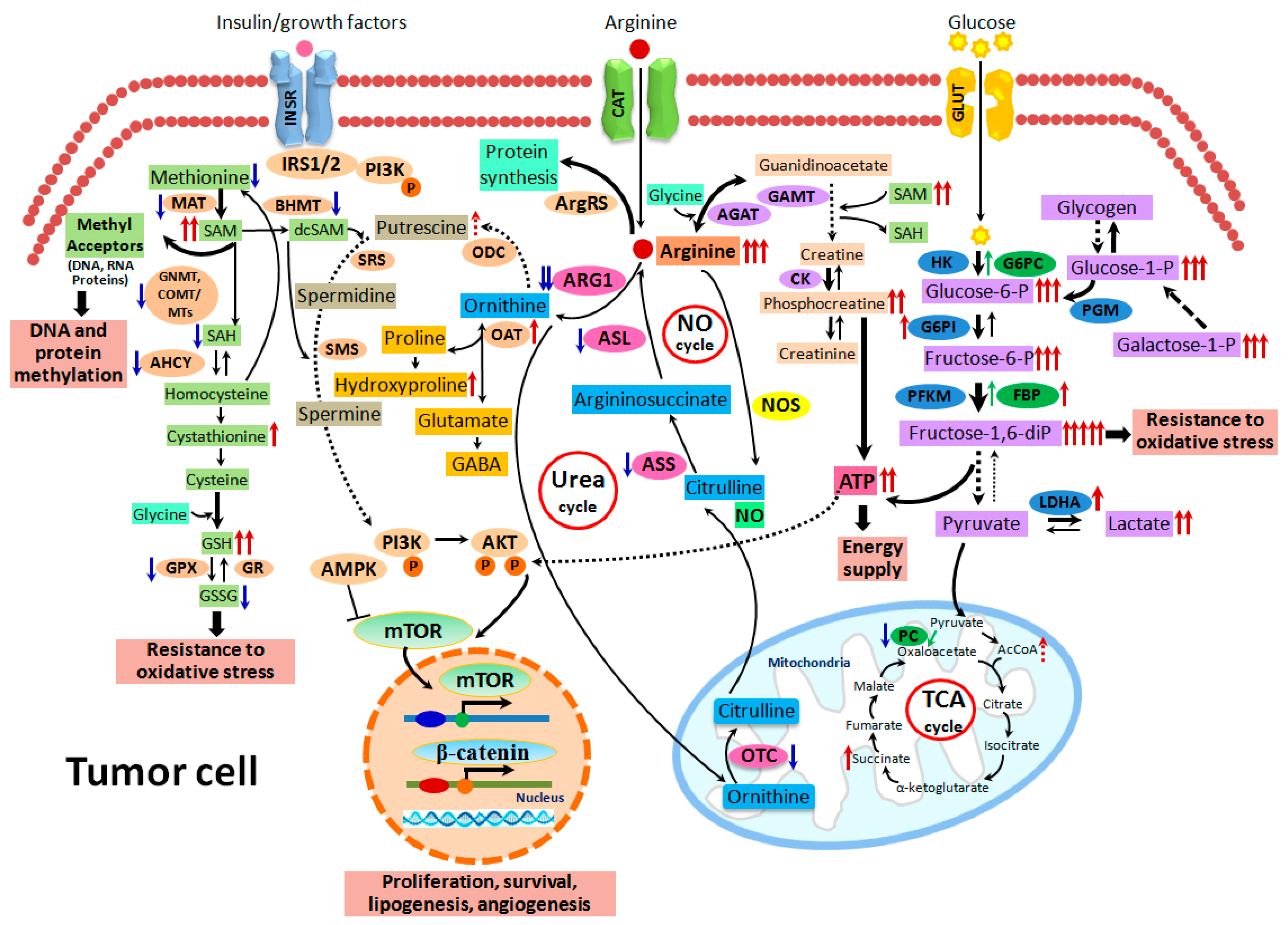 Ijms 21 07746 g007 Ijms 21 07746 g007