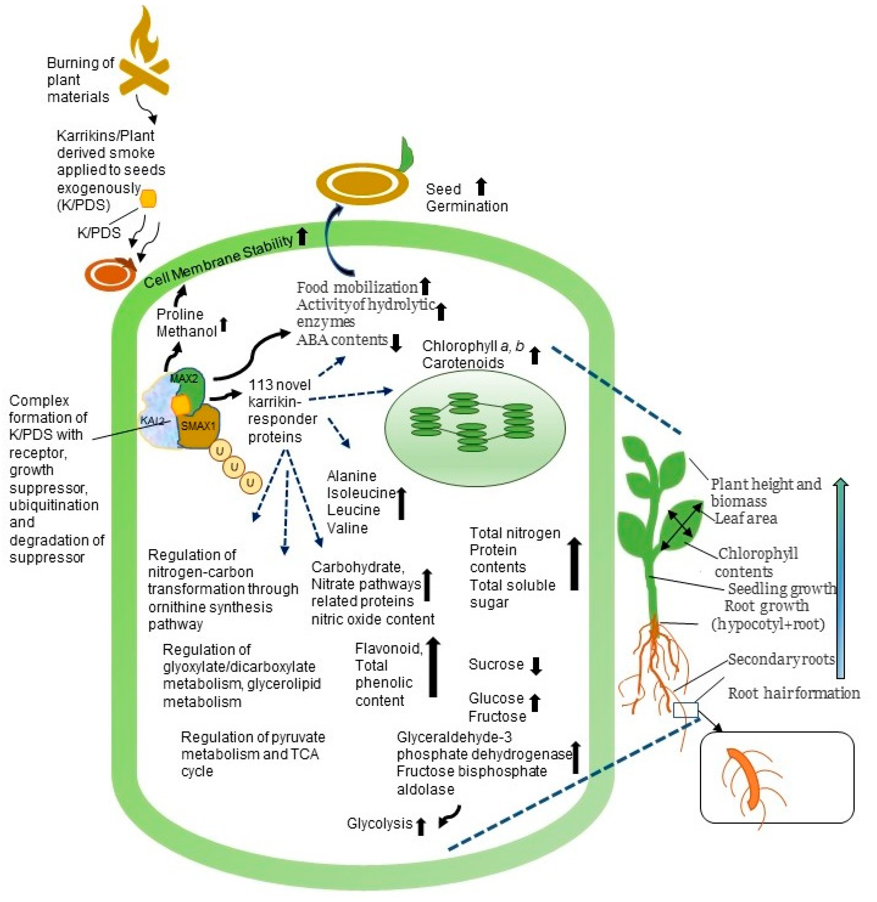 Ijms 21 07760 g003 Ijms 21 07760 g003