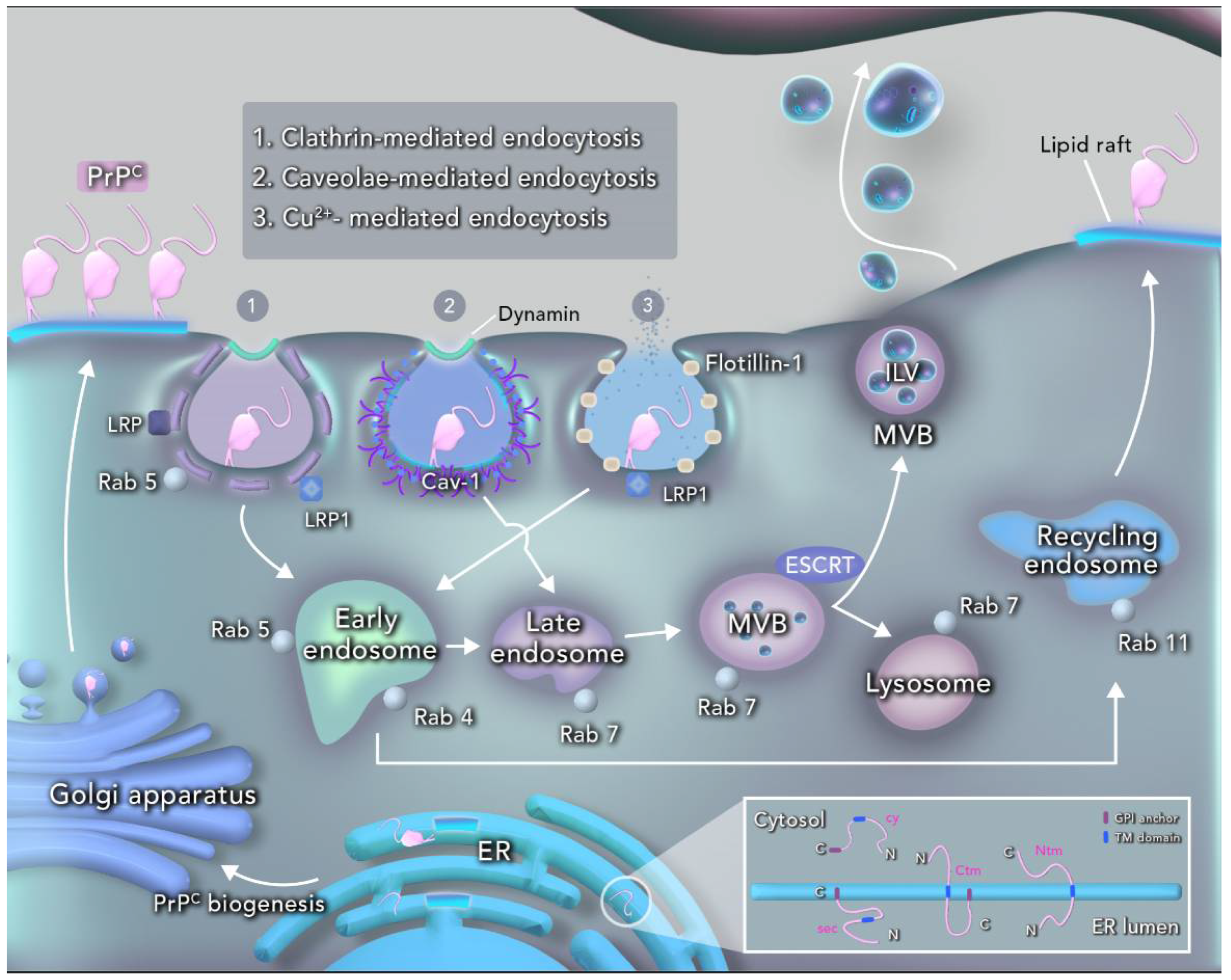 Ijms 21 07763 g001 Ijms 21 07763 g001