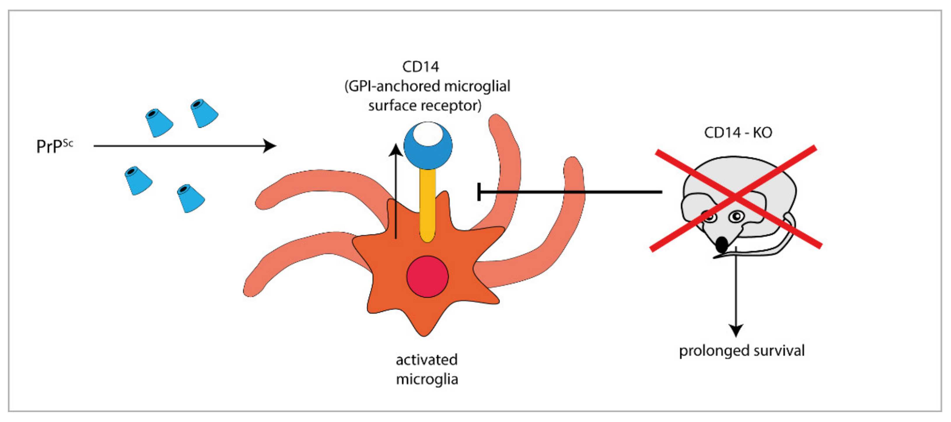 IJMS | Free Full-Text | Microglia in Prion Diseases: Angels or Demons?