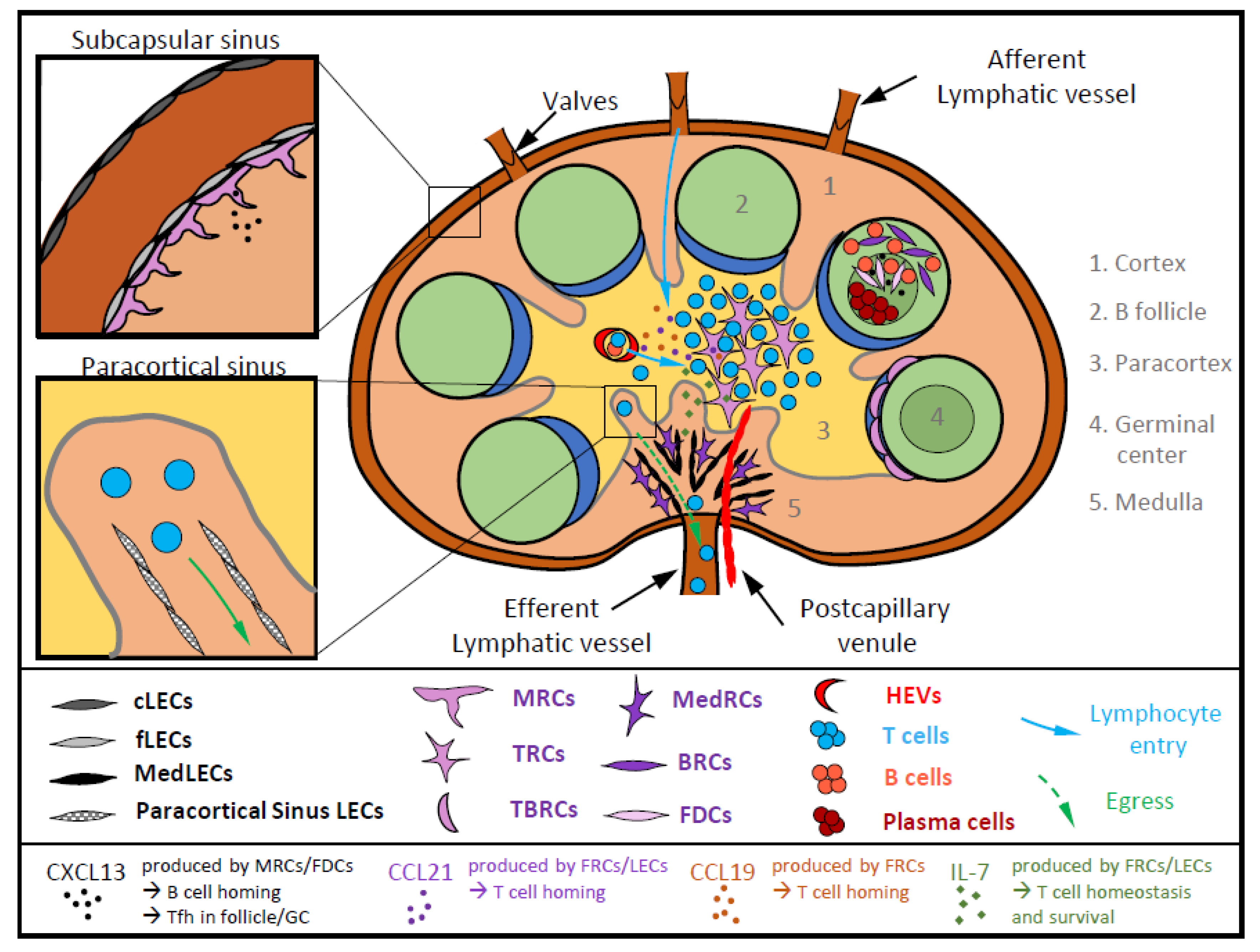 IJMS | Free Full-Text | Lymph Node Stromal Cells: Mapmakers of T Cell  Immunity