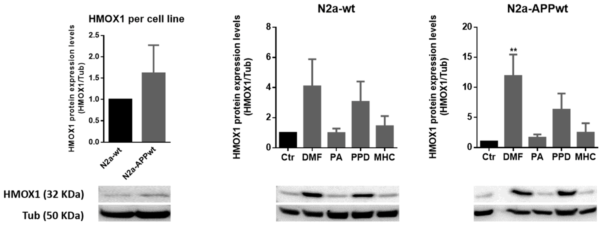 Ijms 21 07791 g006 Ijms 21 07791 g006