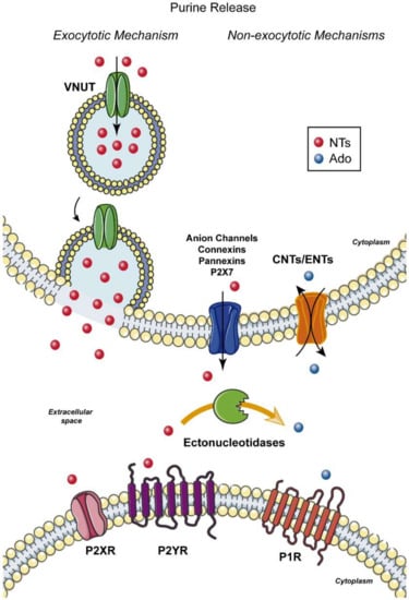 Ijms Free Full Text Neonatal Seizures And Purinergic Signalling Html