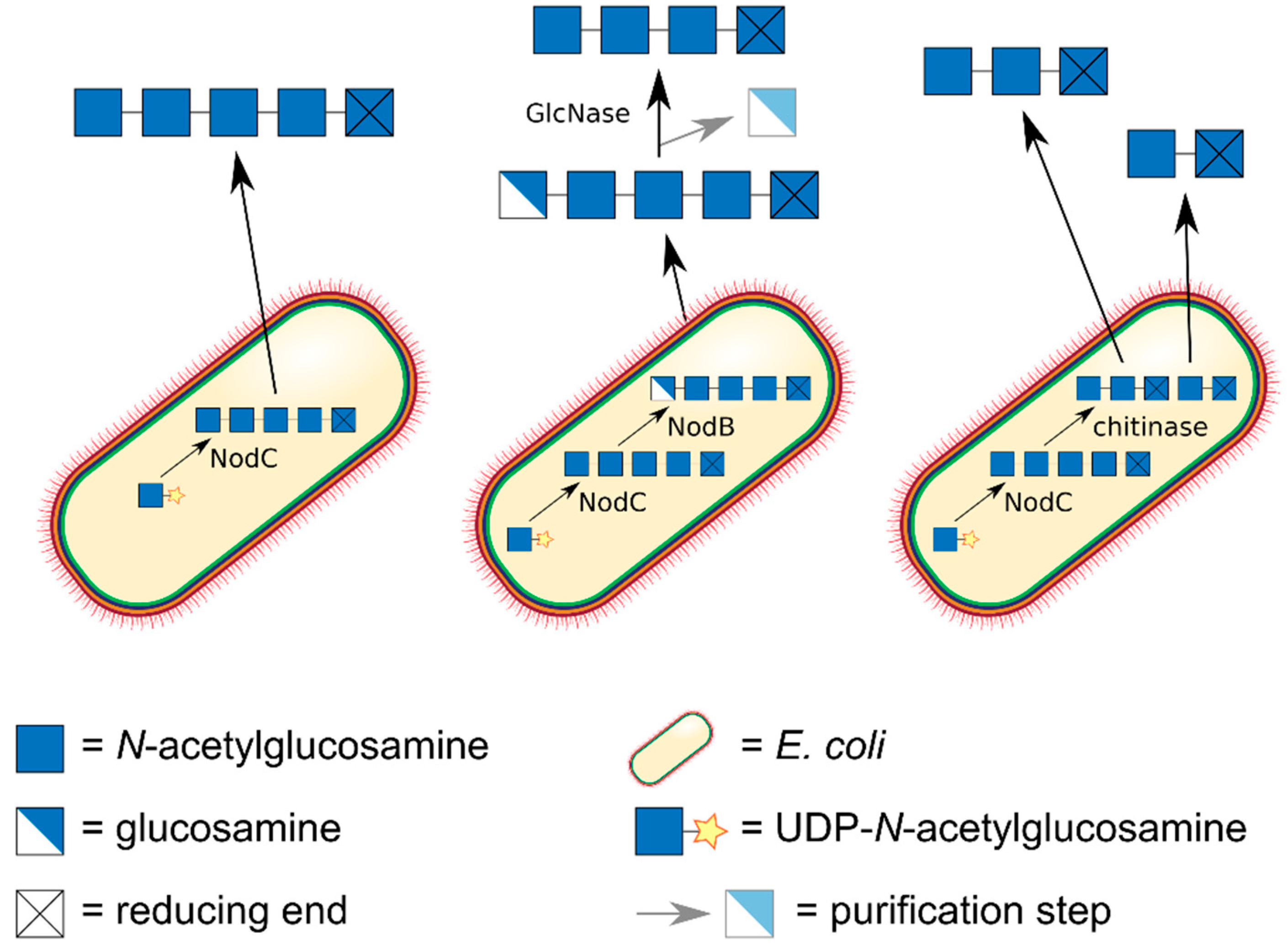 Ijms Free Full Text Preparation Of Defined Chitosan Oligosaccharides Using Chitin Deacetylases Html