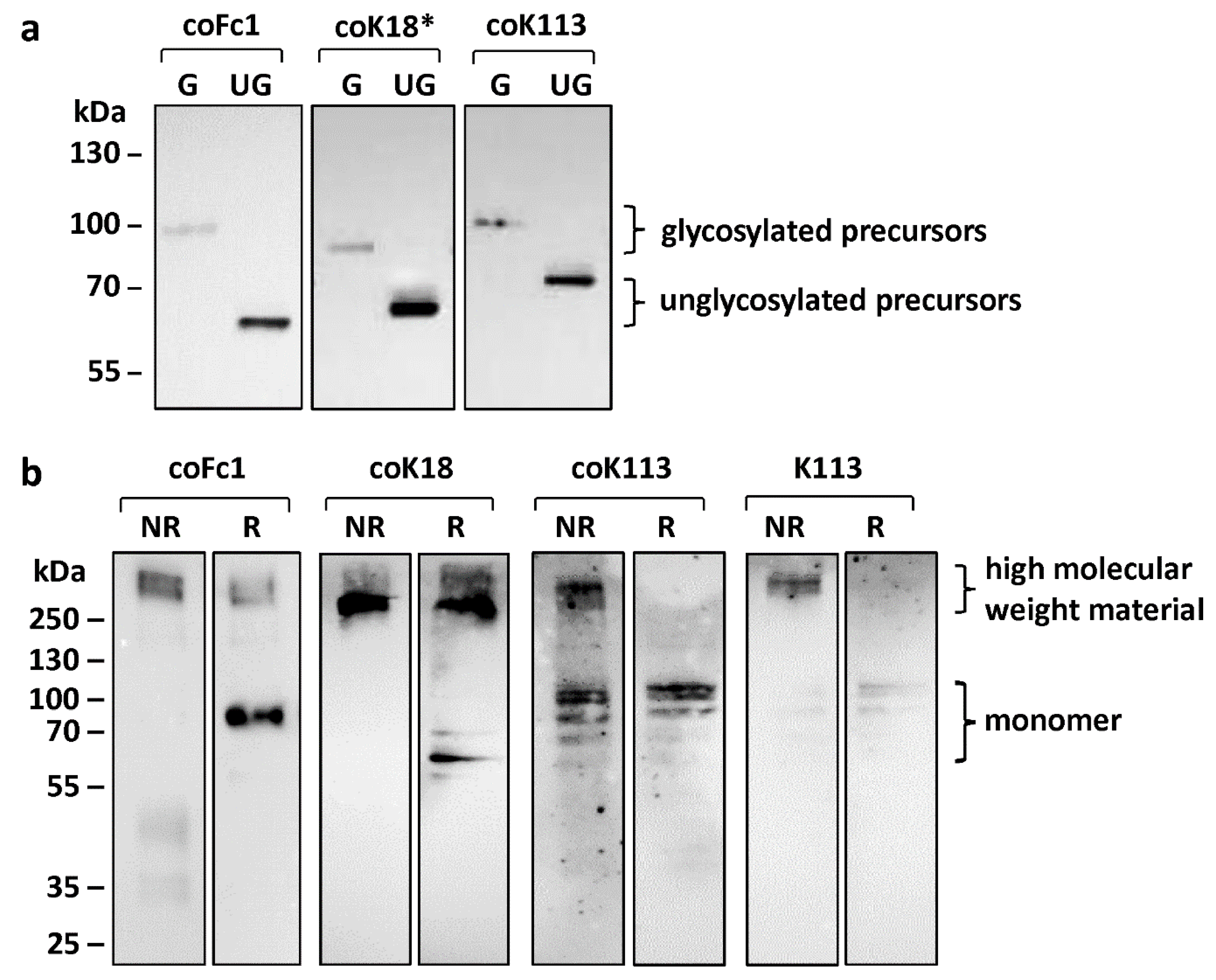 Ijms Free Full Text Formation Of Herv K And Herv Fc1 Envelope Family Members Is Suppressed On Transcriptional And Translational Level Html