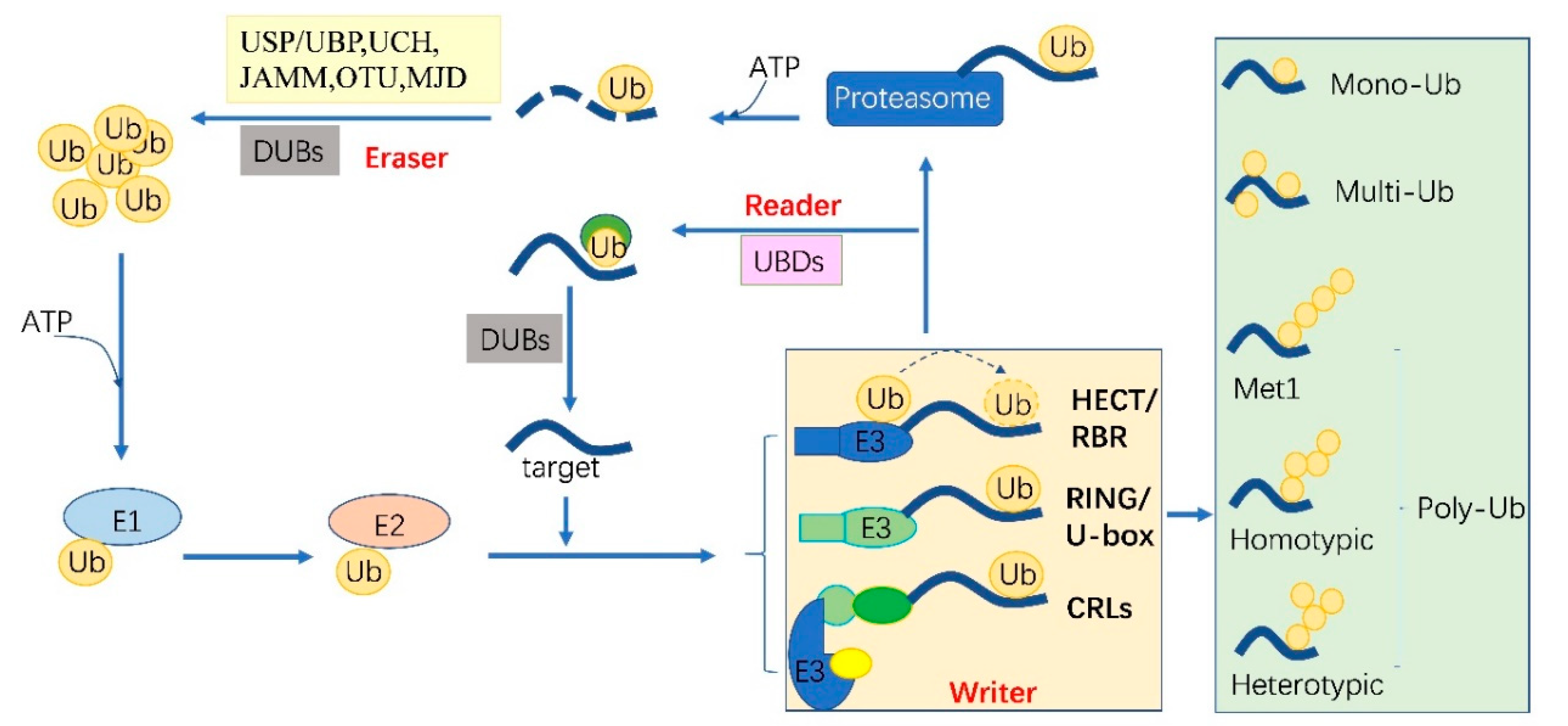 IJMS | Free Full-Text | Advances on Plant Ubiquitylome—From Mechanism to  Application | HTML