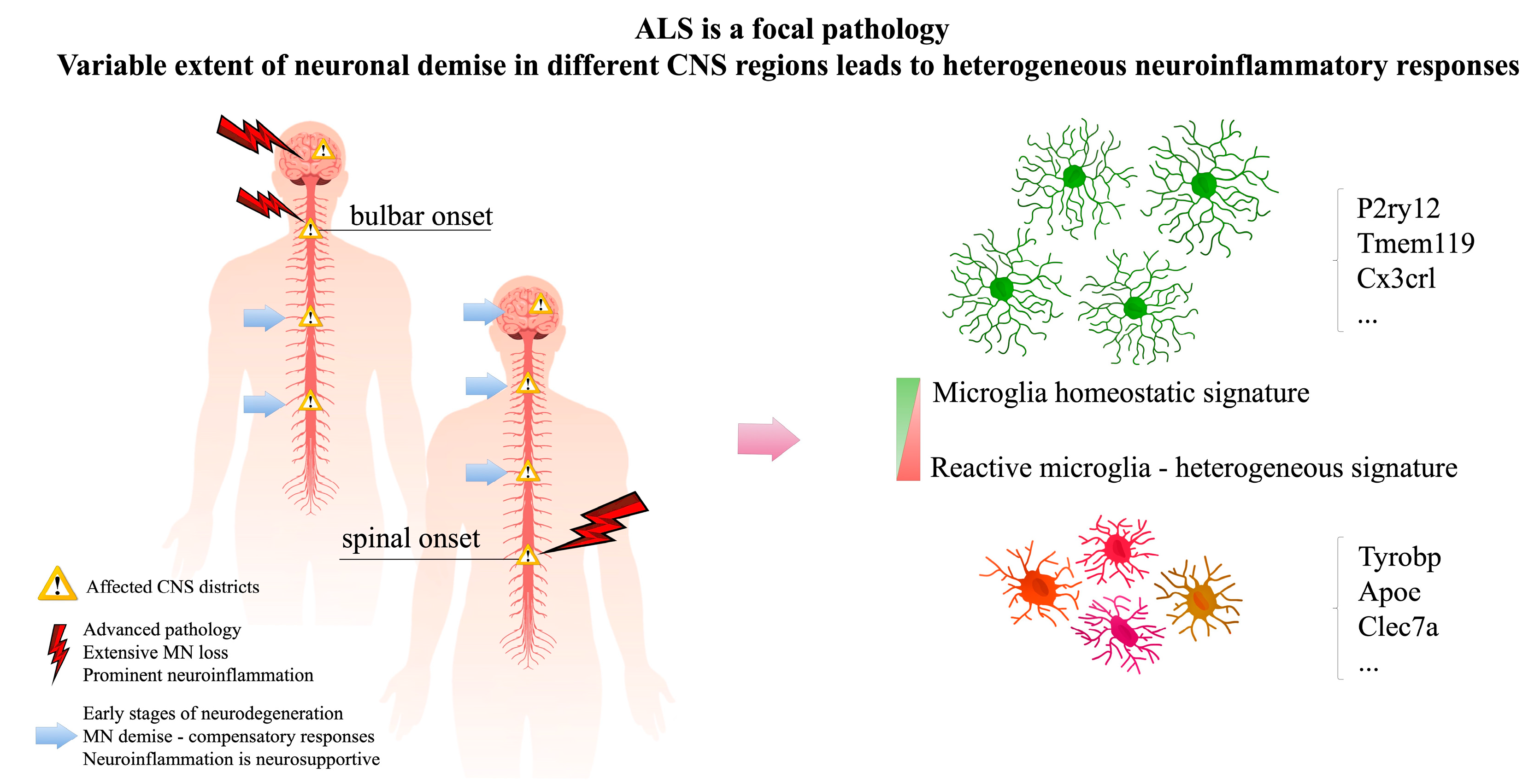 IJMS | Free Full-Text | Heterogeneity of Neuroinflammatory Responses in  Amyotrophic Lateral Sclerosis: A Challenge or an Opportunity? | HTML