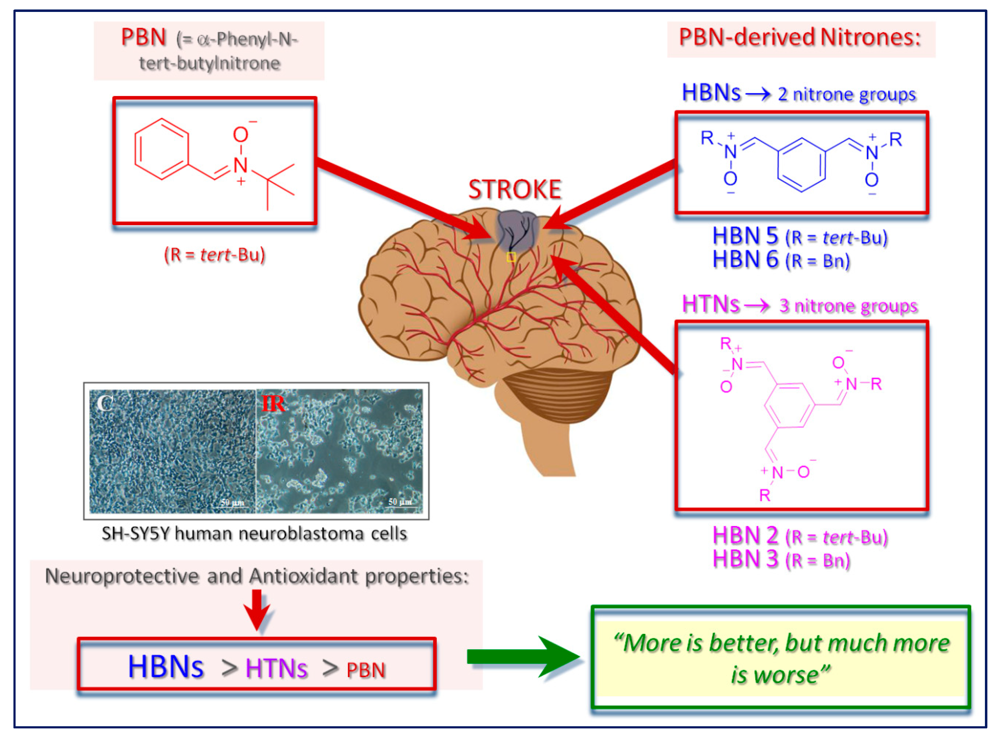 Ijms Free Full Text Homo Tris Nitrones Derived From A Phenyl N Tert Butylnitrone Synthesis Neuroprotection And Antioxidant Properties Html