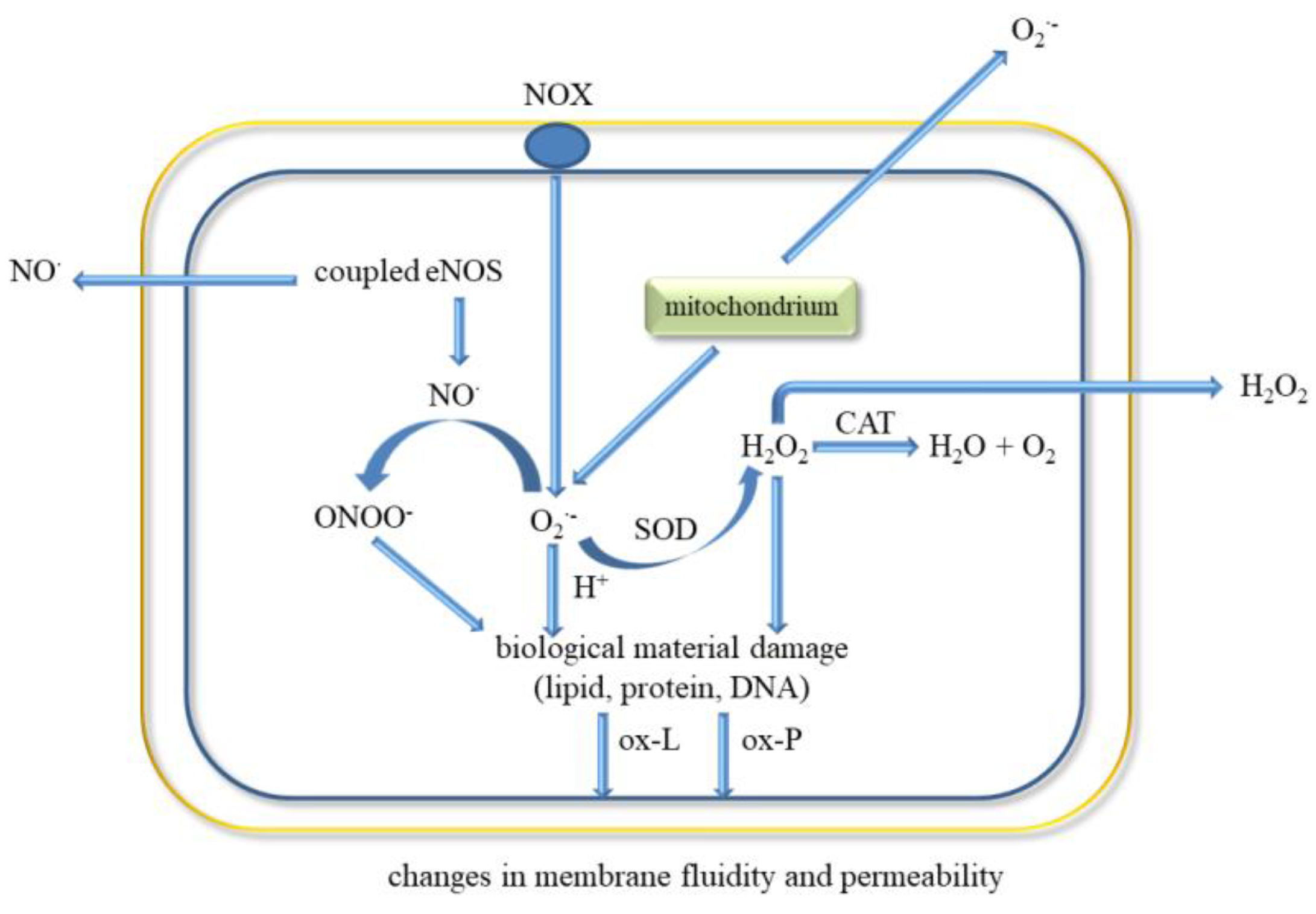 Ijms Free Full Text Factors Affecting The Formation And Treatment Of Thrombosis By Natural And Synthetic Compounds Html