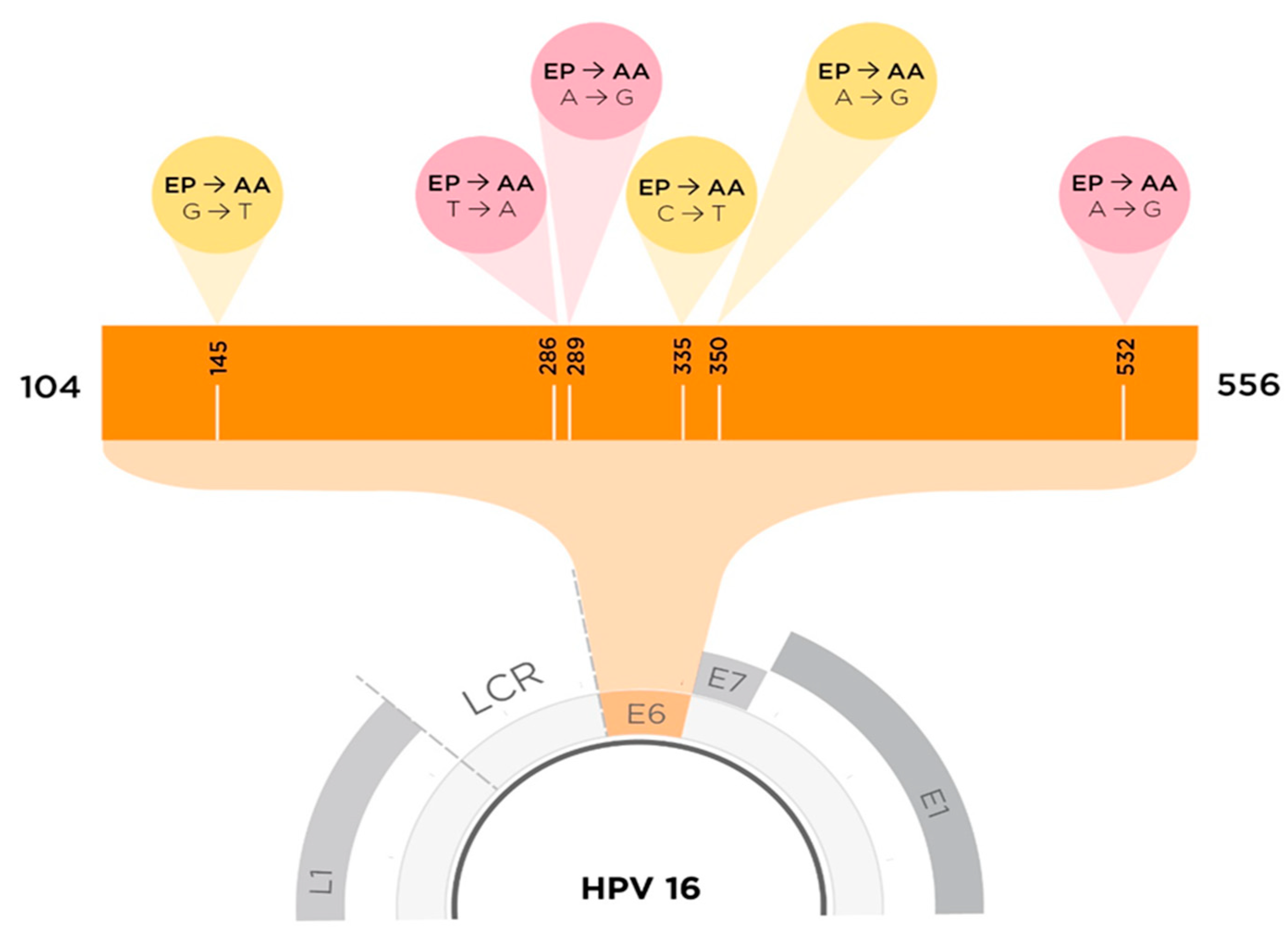 IJMS | Free Full-Text | Virus–Host Protein–Protein Interactions between  Human Papillomavirus 16 E6 A1 and D2/D3 Sub-Lineages: Variances and  Similarities | HTML