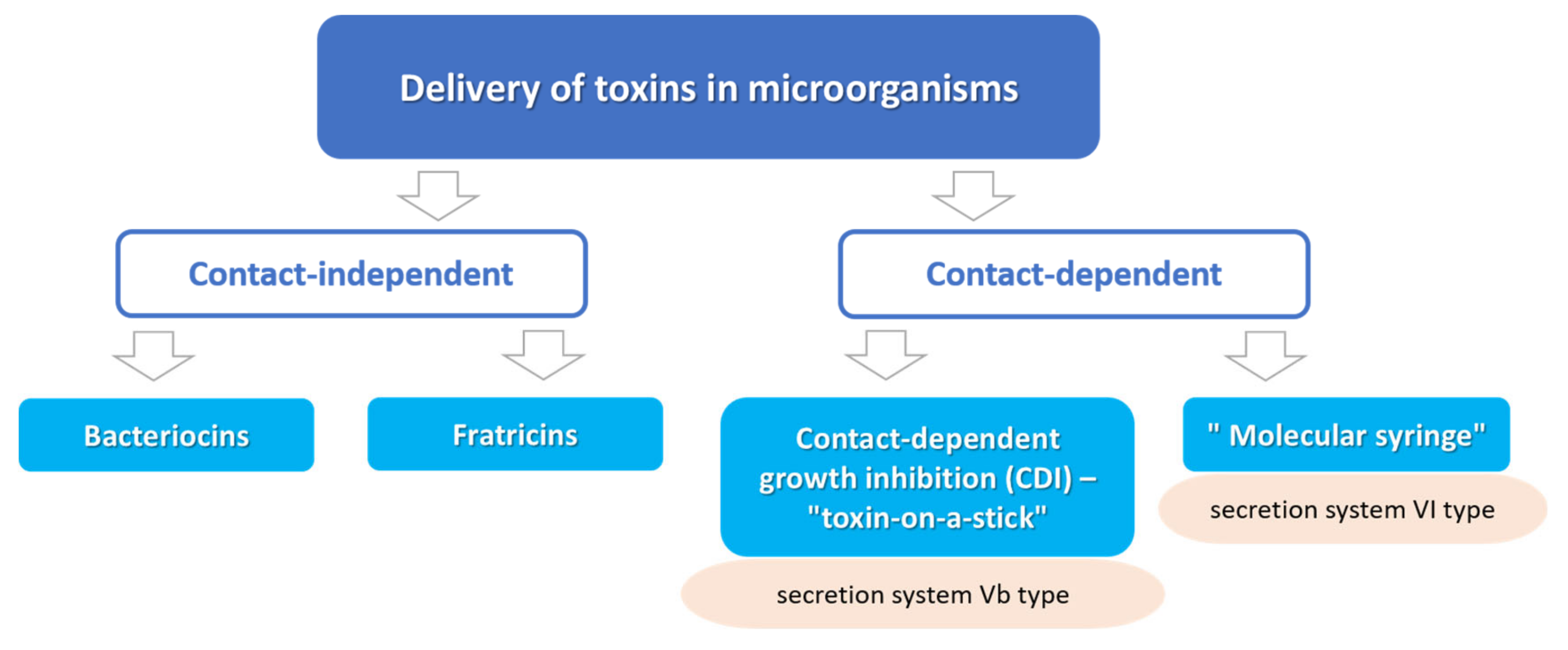 Ijms Free Full Text Contact Dependent Growth Inhibition In Bacteria Do Not Get Too Close 3565