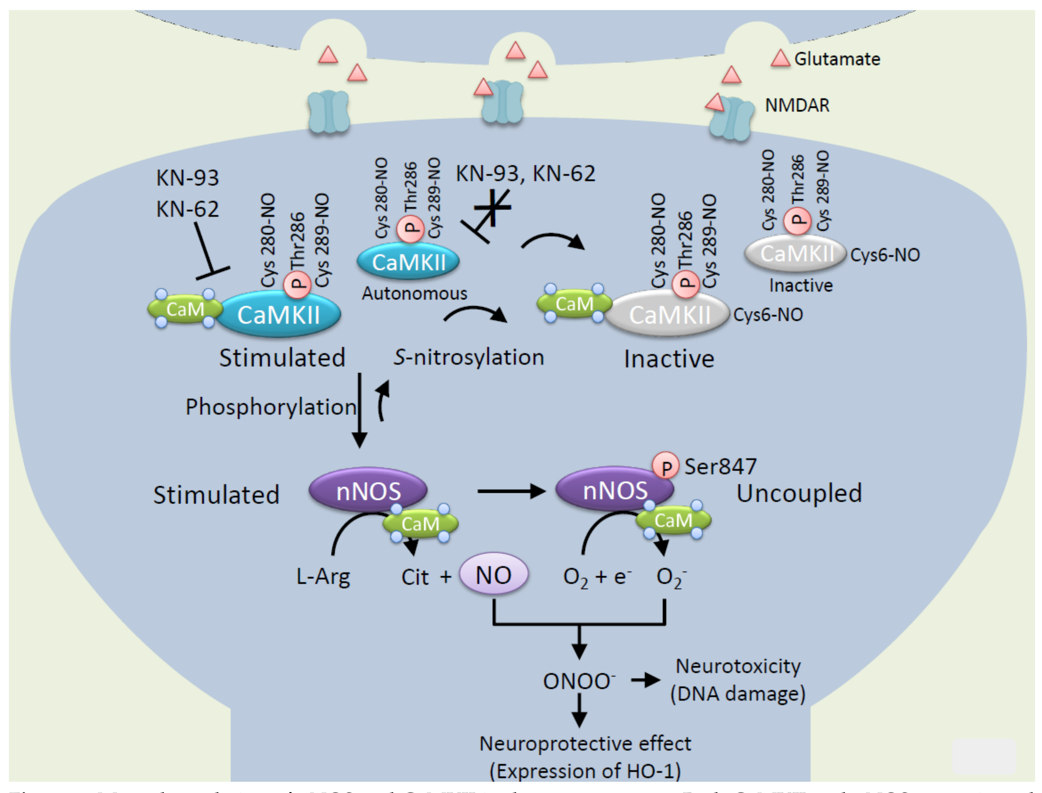 IJMS | Free Full-Text | Coordination Between Calcium/Calmodulin ...