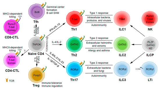 Ijms Free Full Text Cd4 T Helper Cell Subsets And Related Human Immunological Disorders Html