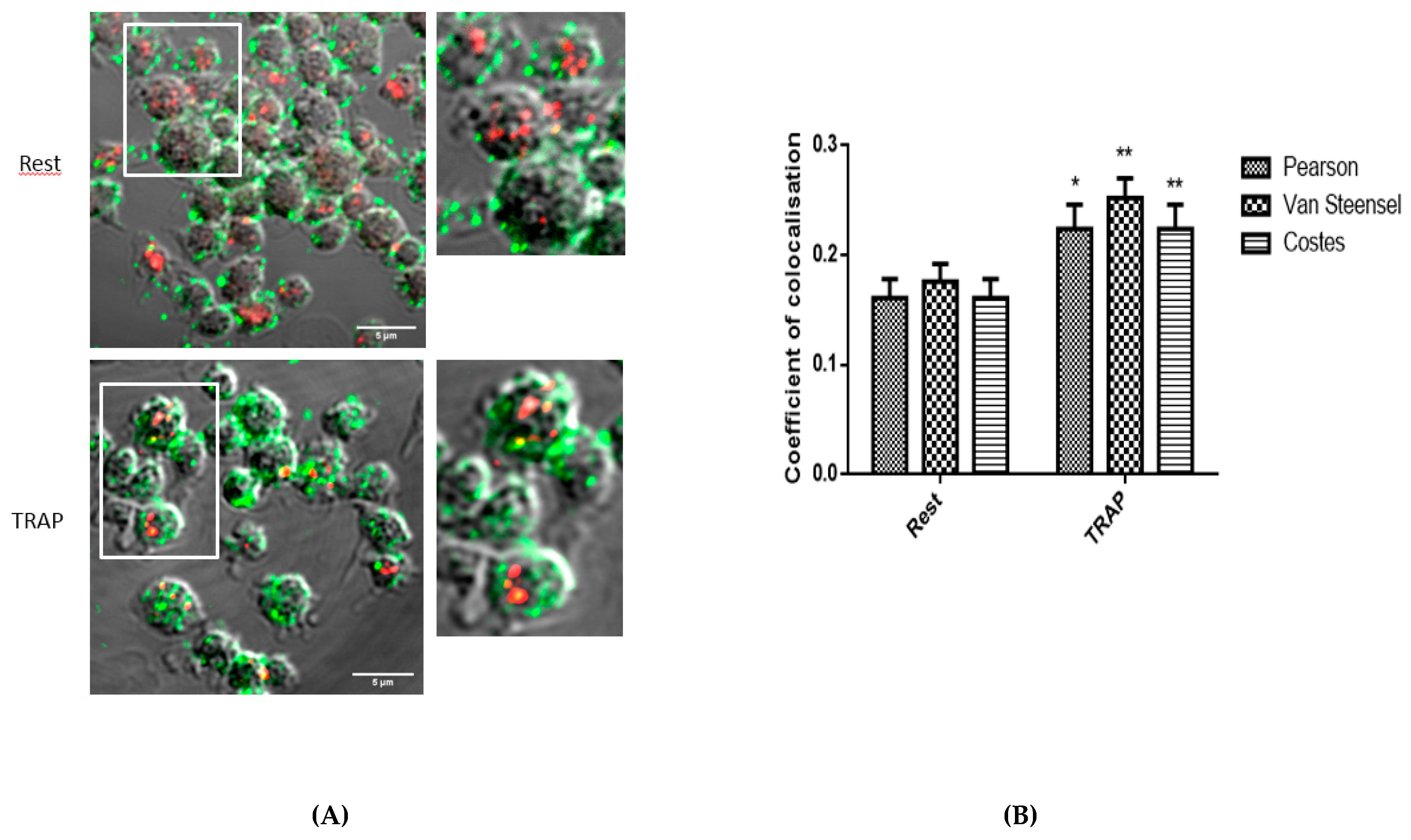 Ijms 21 08065 g002 Ijms 21 08065 g002