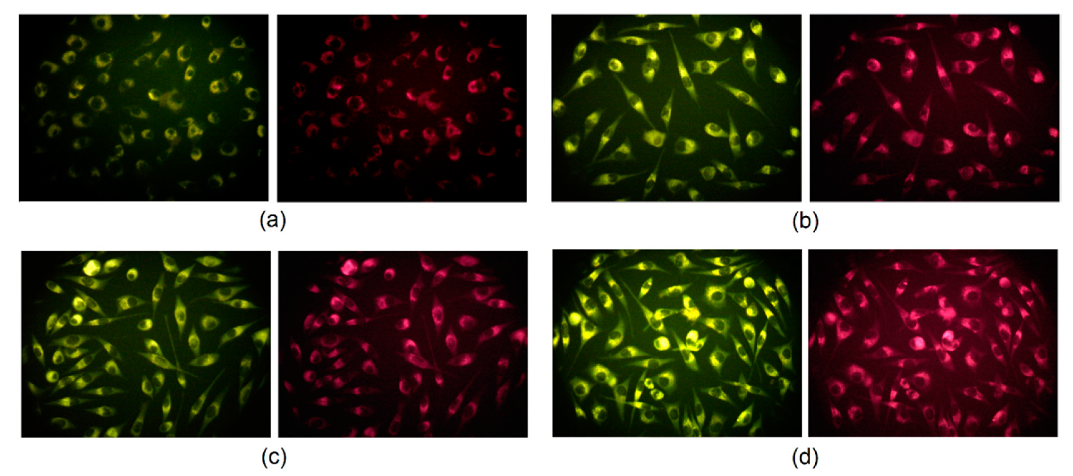 Ijms 21 08073 g012 Ijms 21 08073 g012