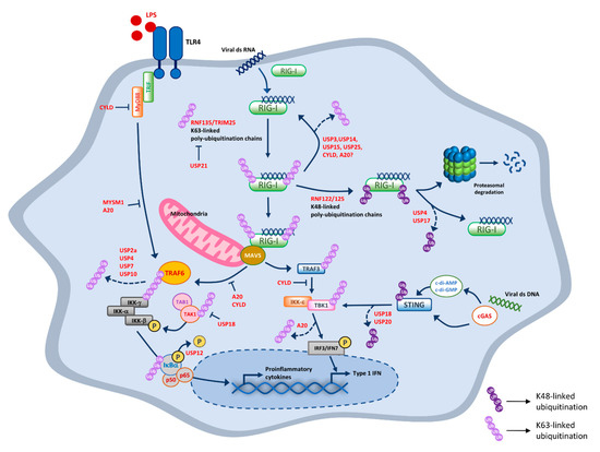 IJMS | Free Full-Text | Importance of Deubiquitination in Macrophage ...