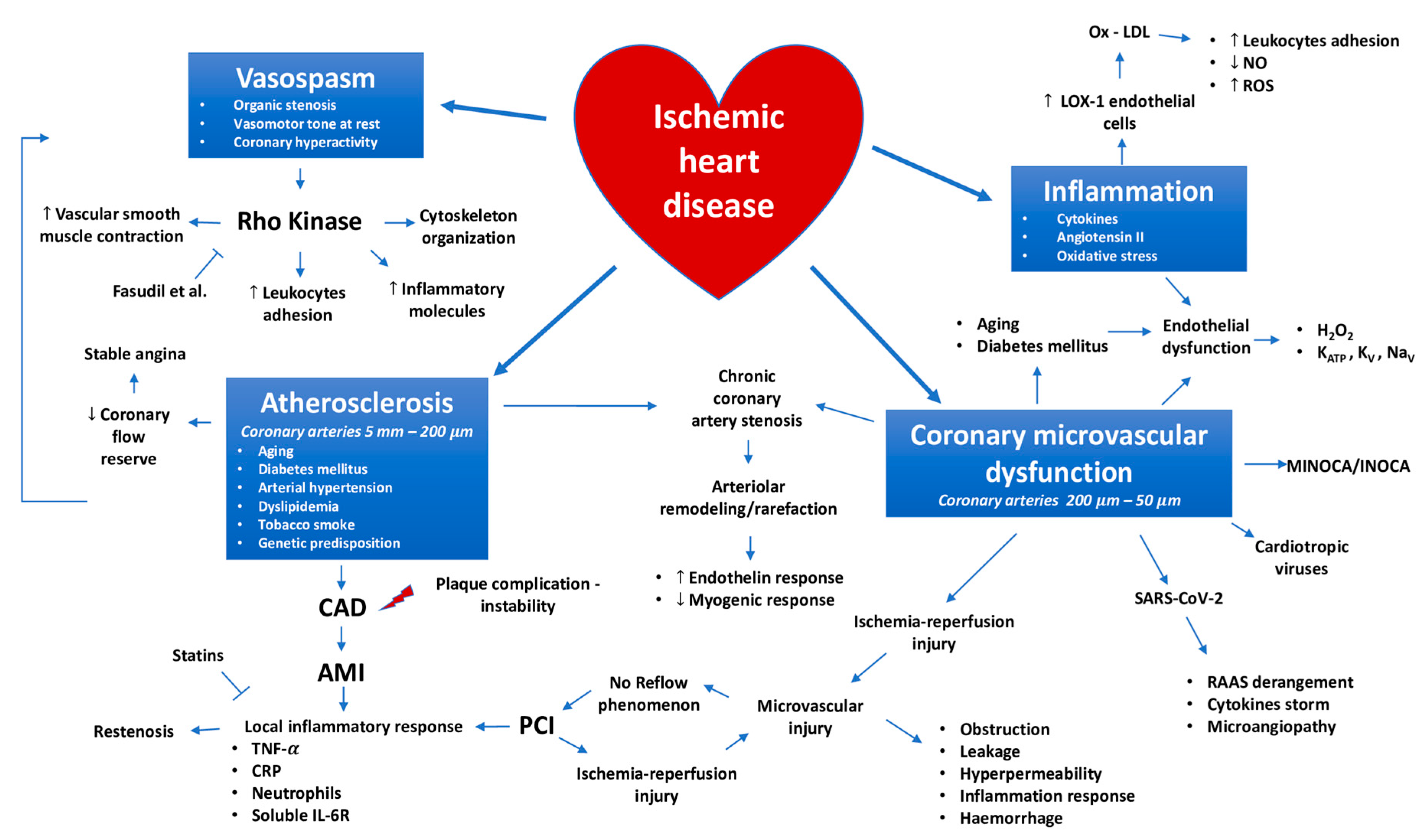 Ijms Free Full Text Ischemic Heart Disease Pathophysiology Paradigms Overview From Plaque Activation To Microvascular Dysfunction Html