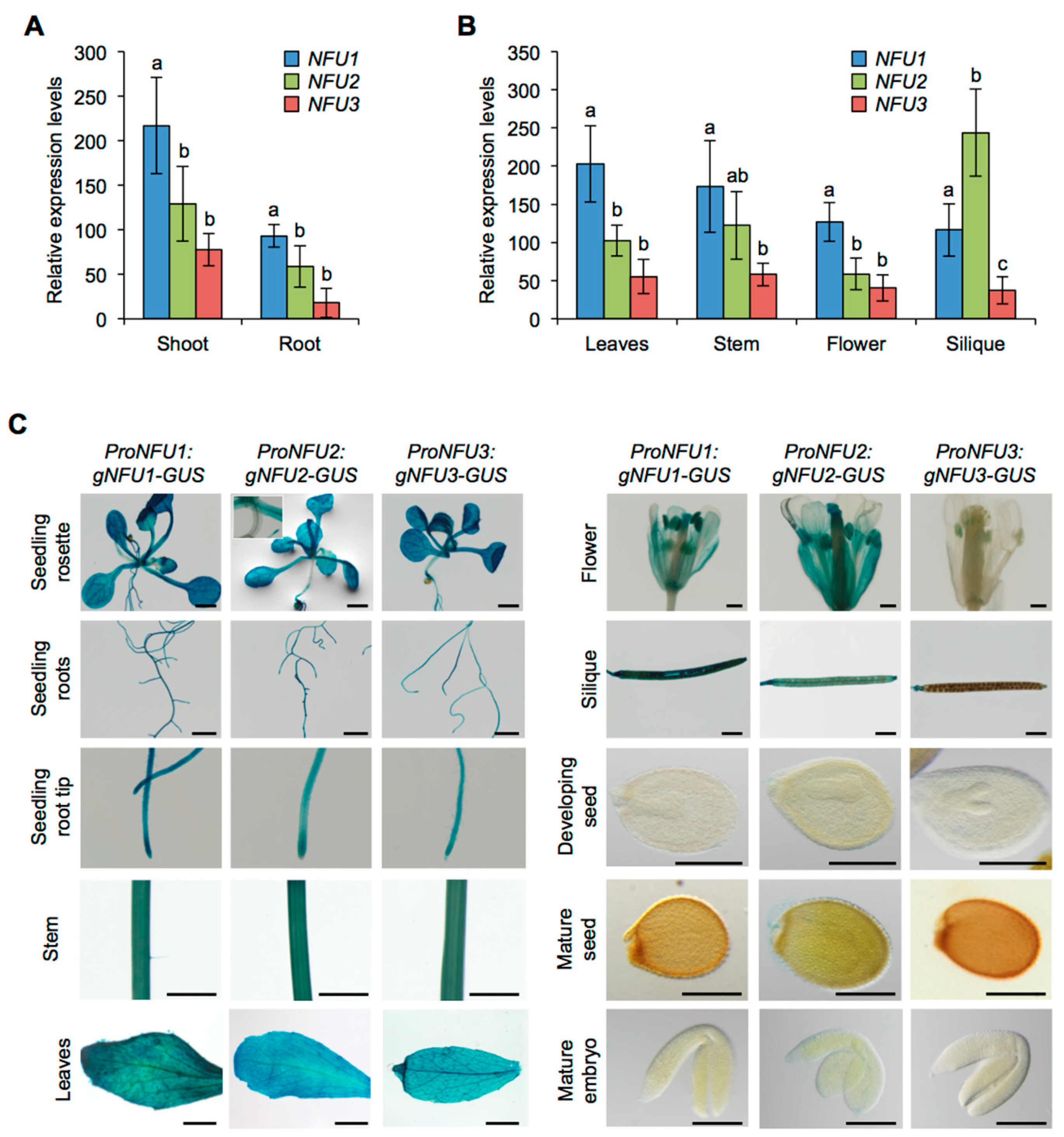 Ijms Free Full Text A Global Proteomic Approach Sheds New Light On Potential Iron Sulfur Client Proteins Of The Chloroplastic Maturation Factor Nfu3