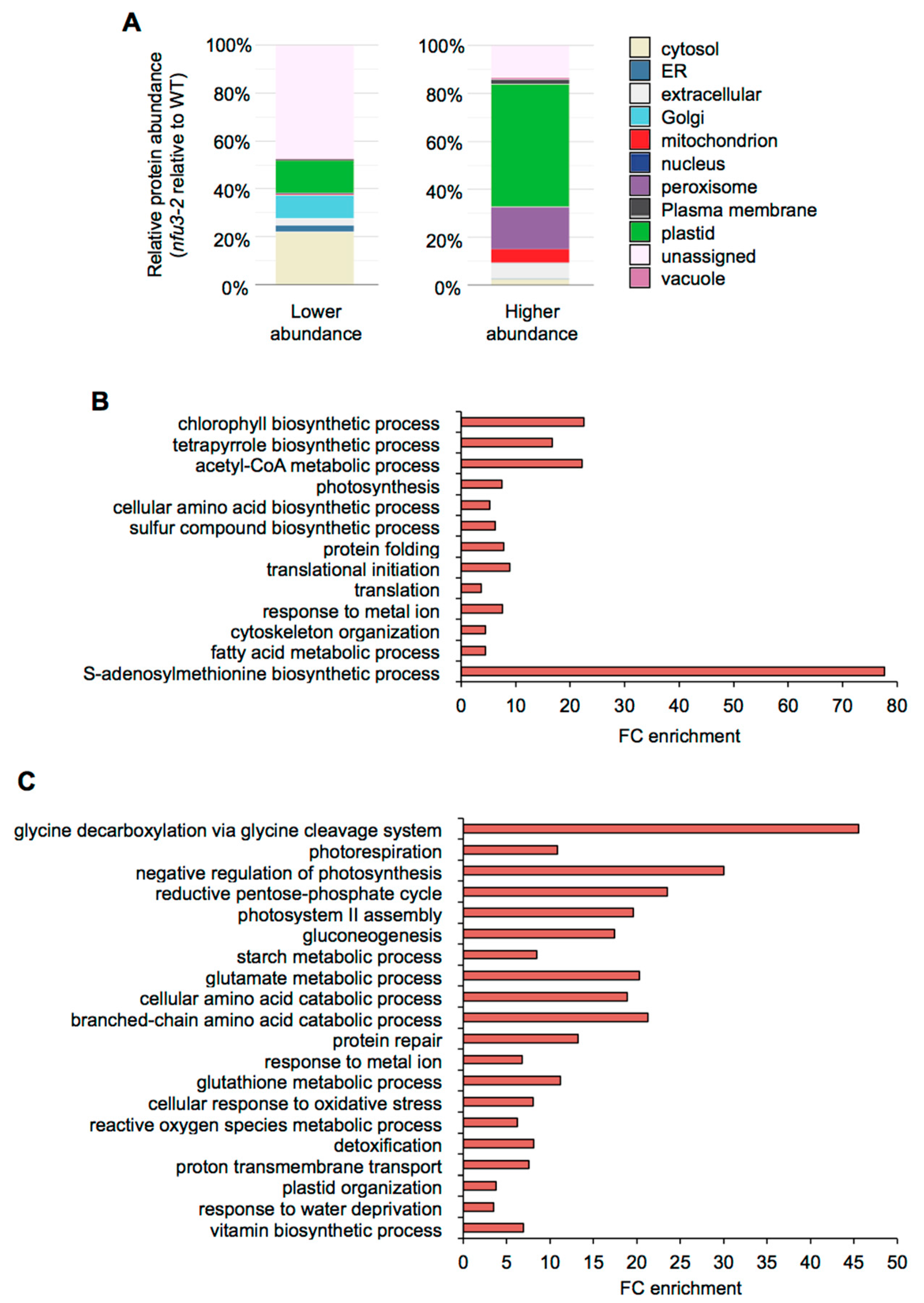 Ijms Free Full Text A Global Proteomic Approach Sheds New Light On Potential Iron Sulfur Client Proteins Of The Chloroplastic Maturation Factor Nfu3