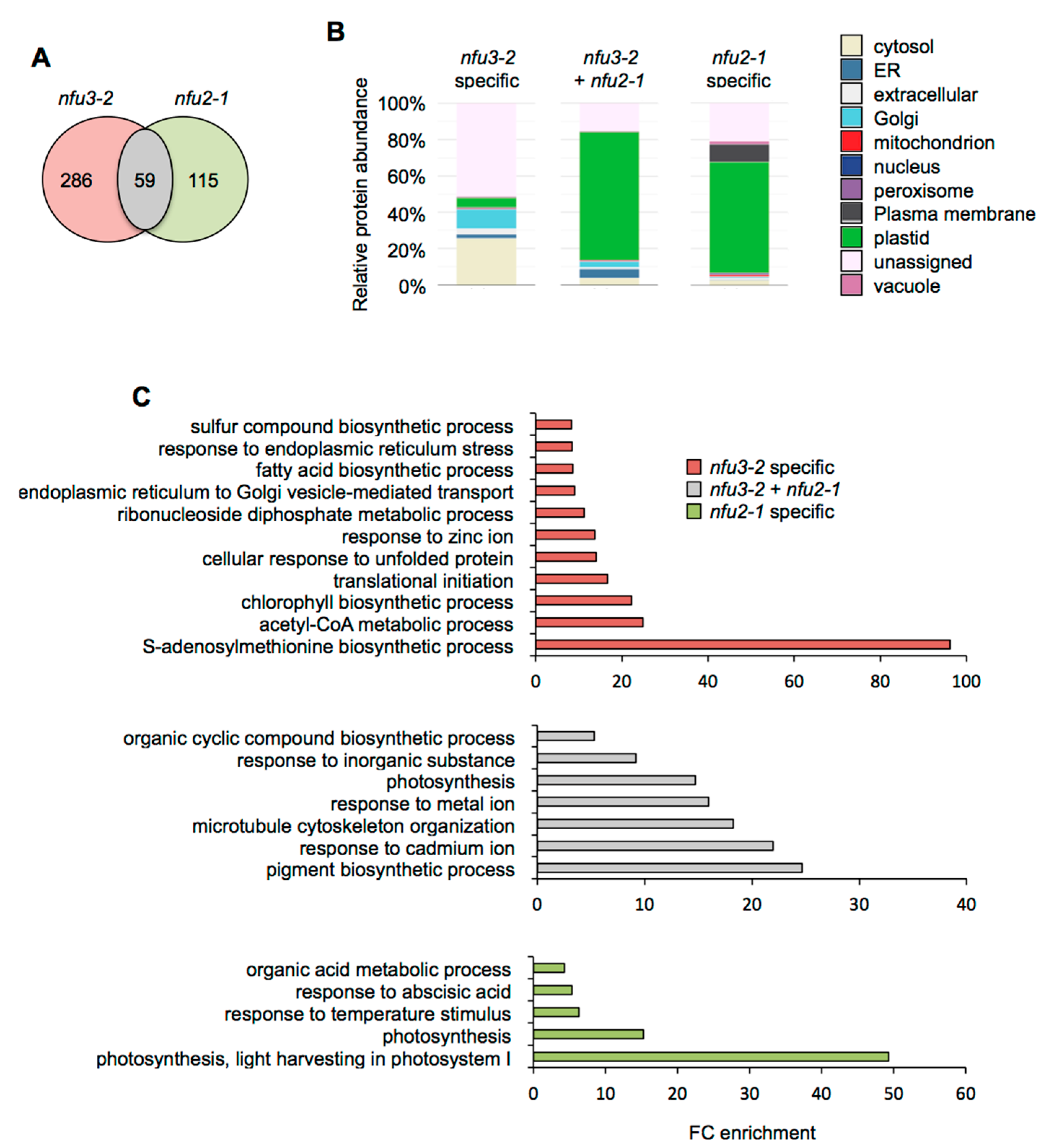 Ijms Free Full Text A Global Proteomic Approach Sheds New Light On Potential Iron Sulfur Client Proteins Of The Chloroplastic Maturation Factor Nfu3