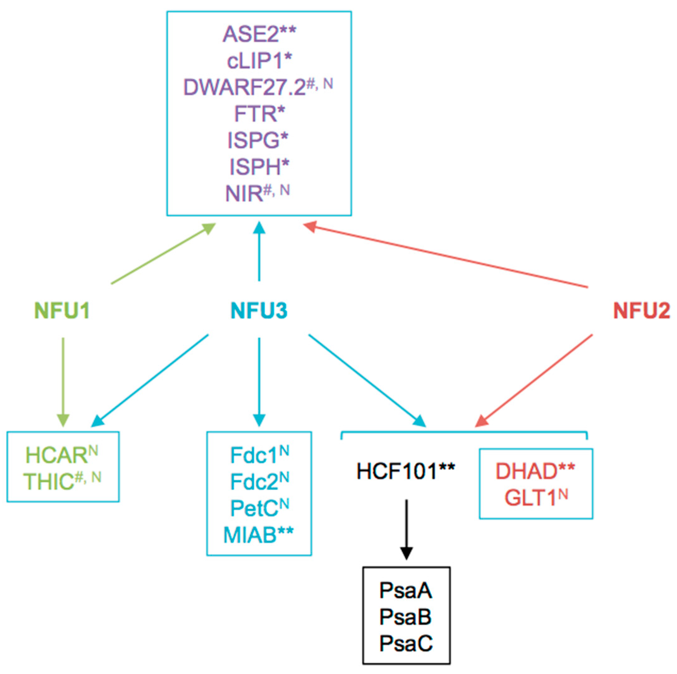 Ijms Free Full Text A Global Proteomic Approach Sheds New Light On Potential Iron Sulfur Client Proteins Of The Chloroplastic Maturation Factor Nfu3