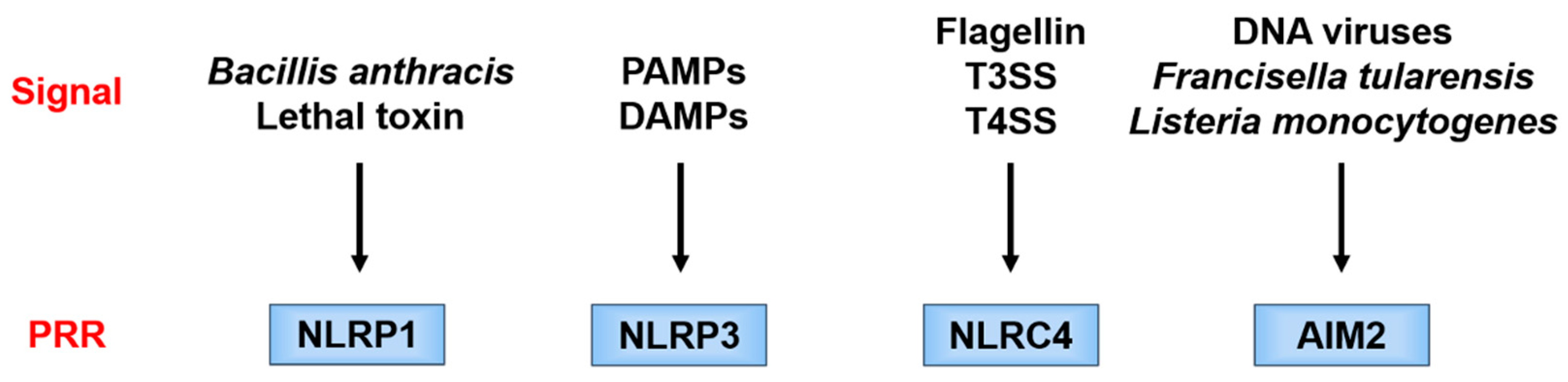 IJMS | Free Full-Text | Contradictory Effects of NLRP3 Inflammasome  Regulatory Mechanisms in Colitis | HTML