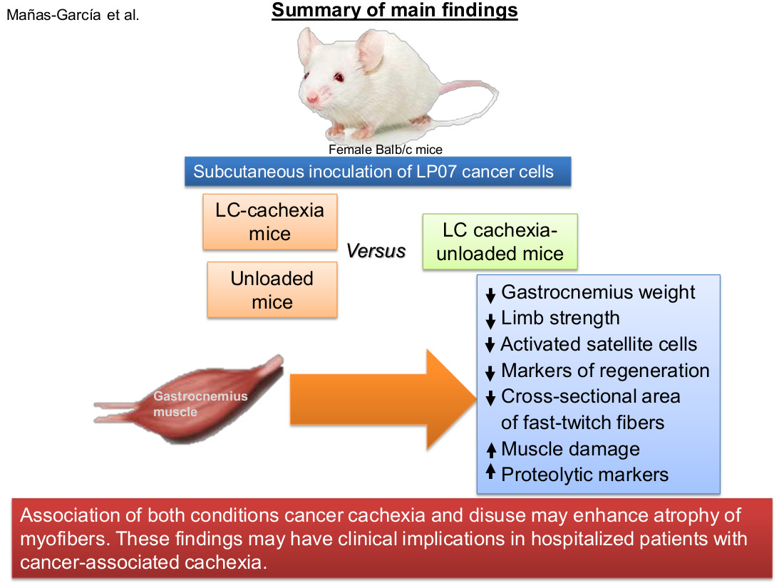 Ijms Free Full Text Prolonged Immobilization Exacerbates The Loss Of Muscle Mass And Function Induced By Cancer Associated Cachexia Through Enhanced Proteolysis In Mice Html