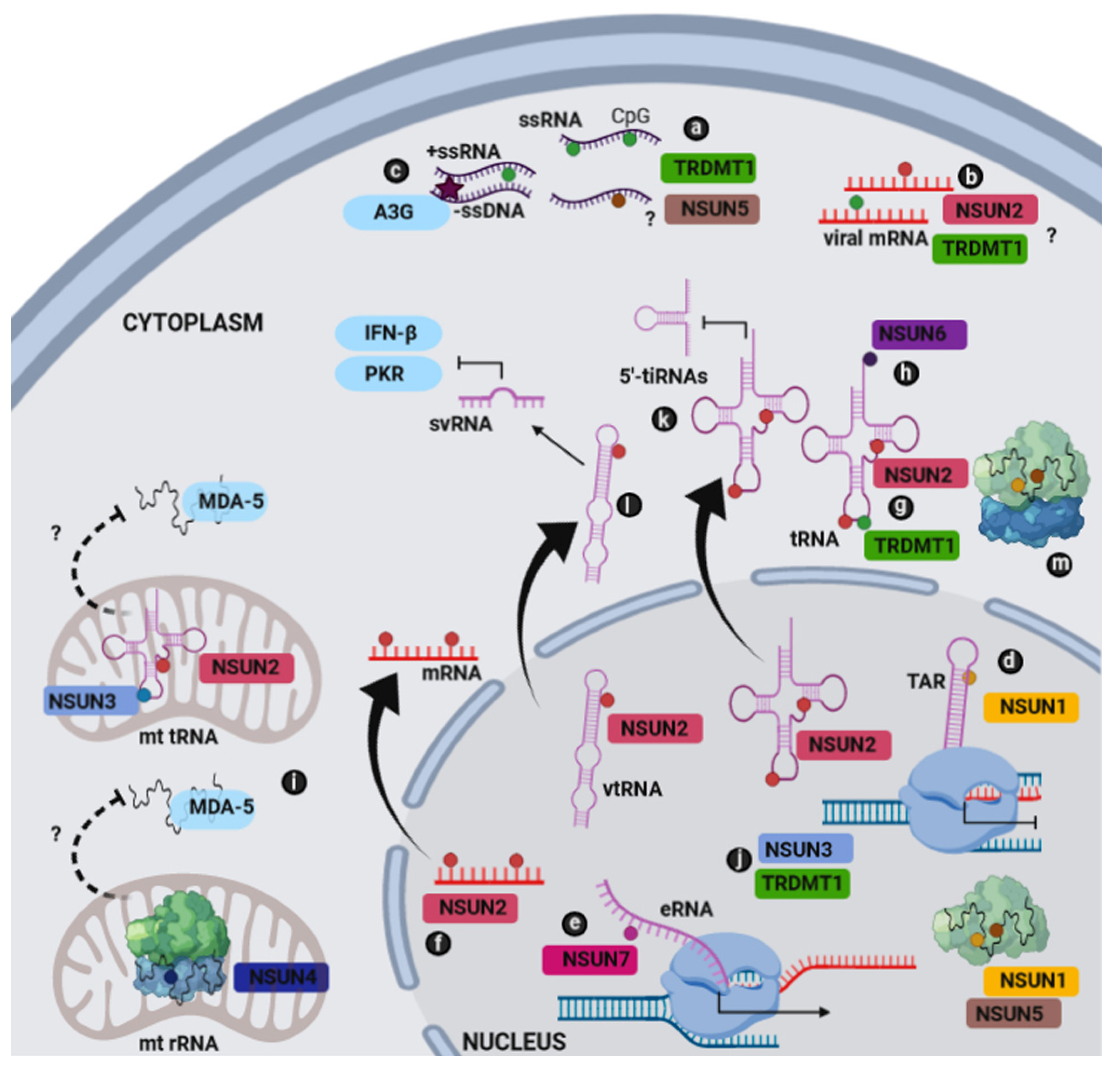 2′-O methylation of the viral mRNA cap evades host restriction by IFIT  family members