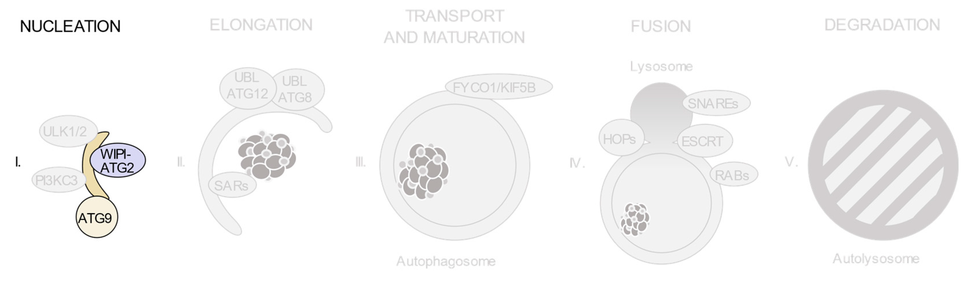 Ijms Free Full Text Pathogenic Single Nucleotide Polymorphisms On Autophagy Related Genes Html