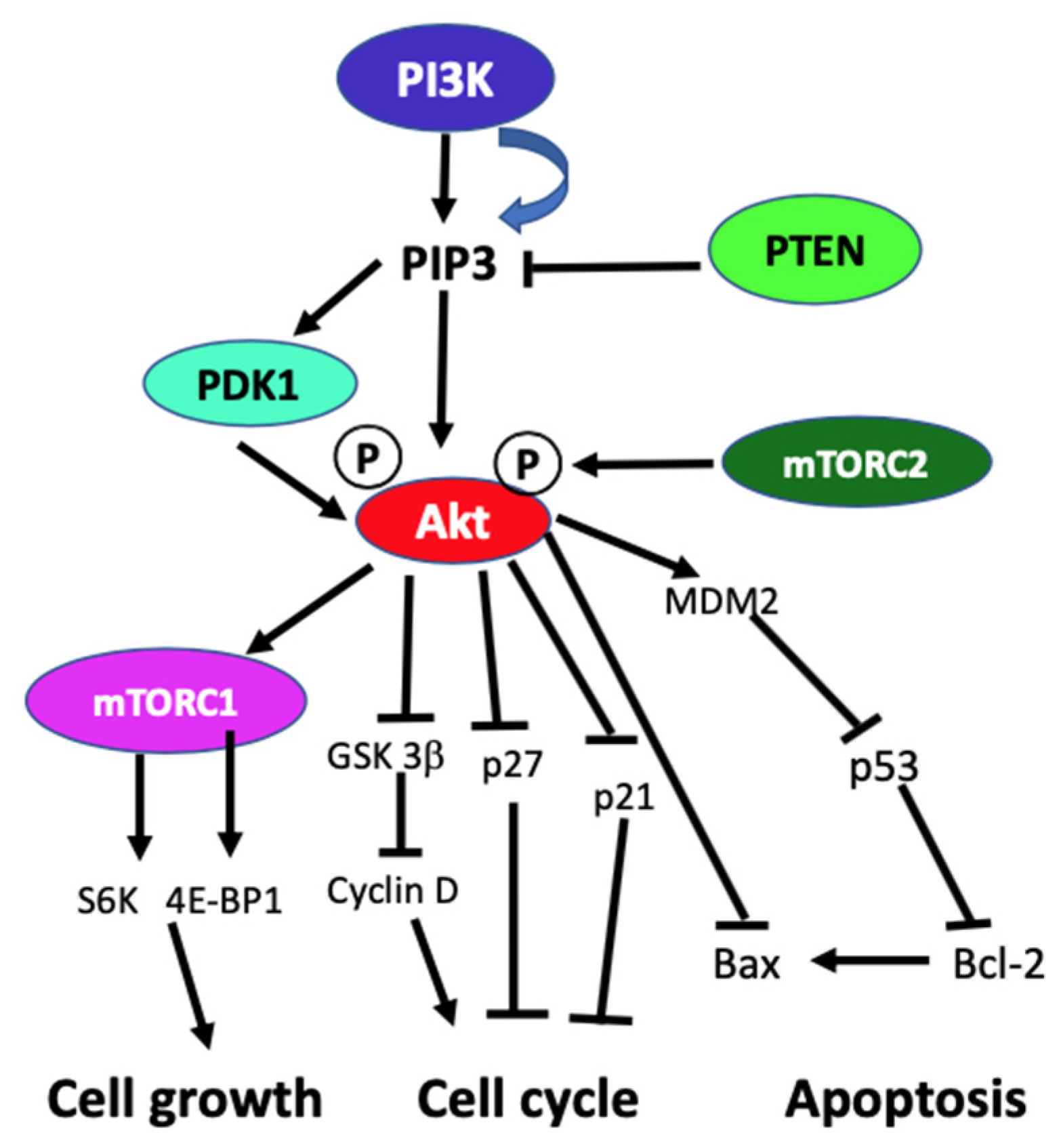 Ijms 21 08198 g001 Ijms 21 08198 g001
