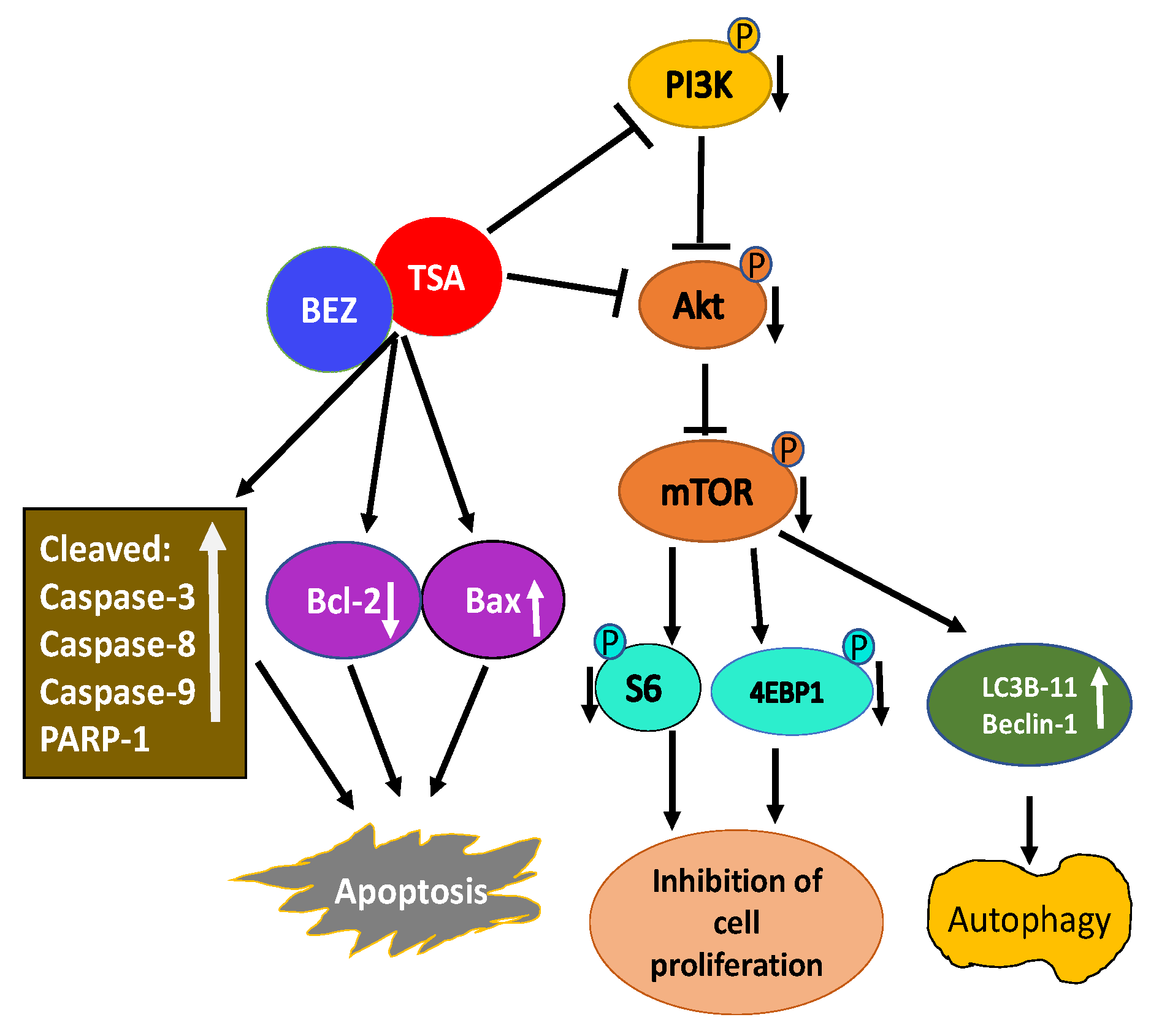 Ijms 21 08198 g003 Ijms 21 08198 g003